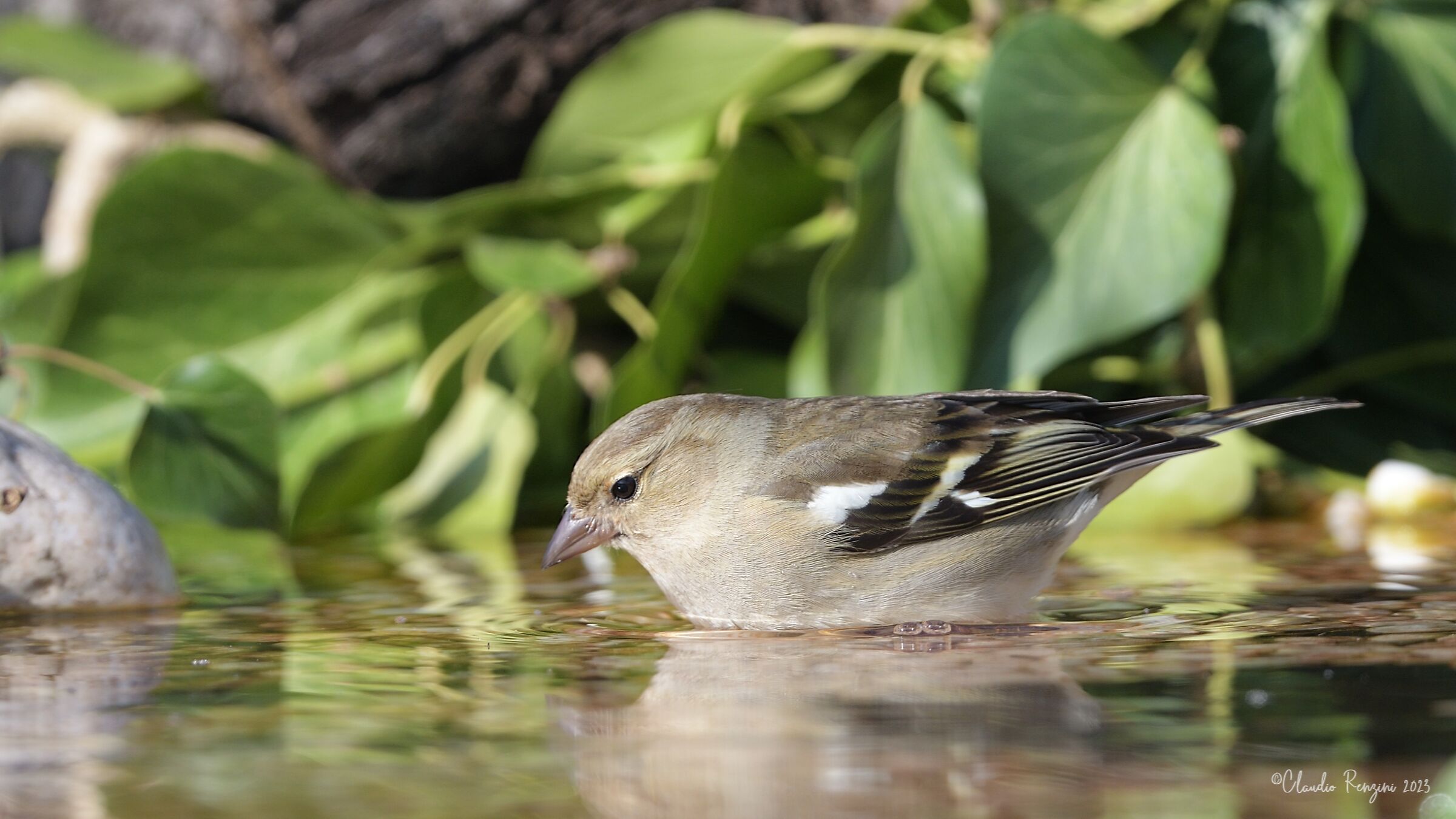 finch at the bath