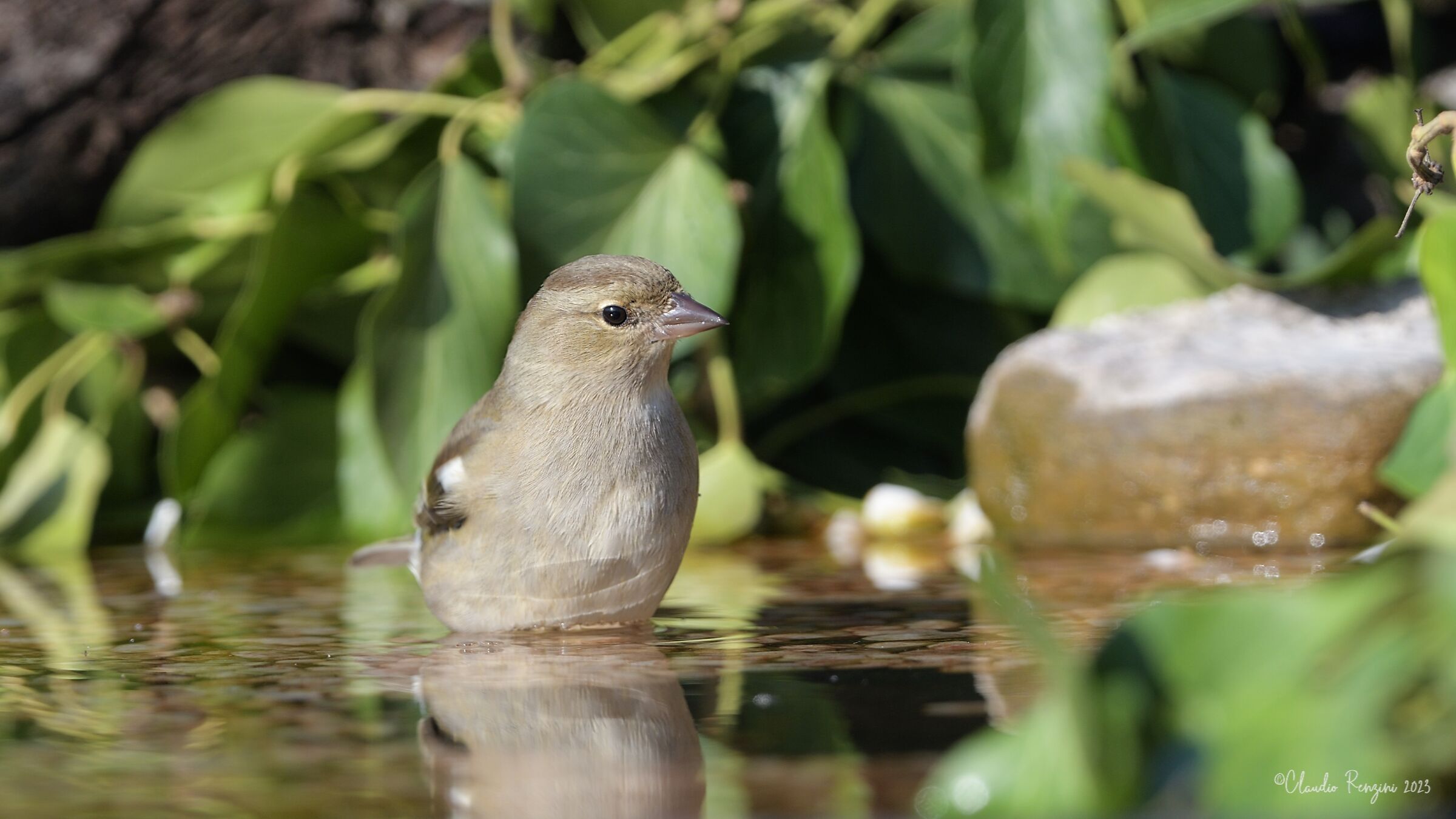 finch at the bath