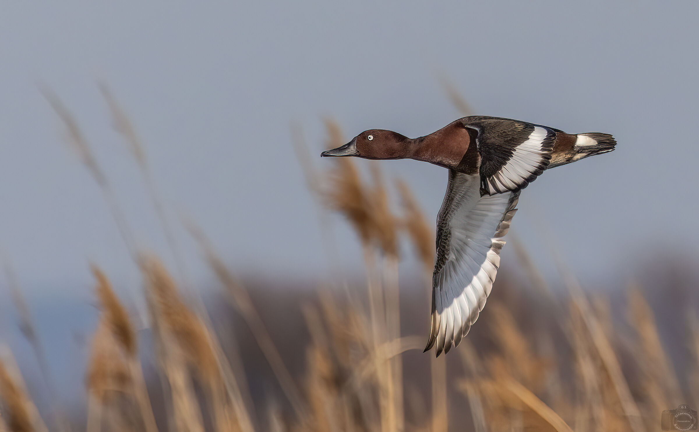 Ferruginous duck.