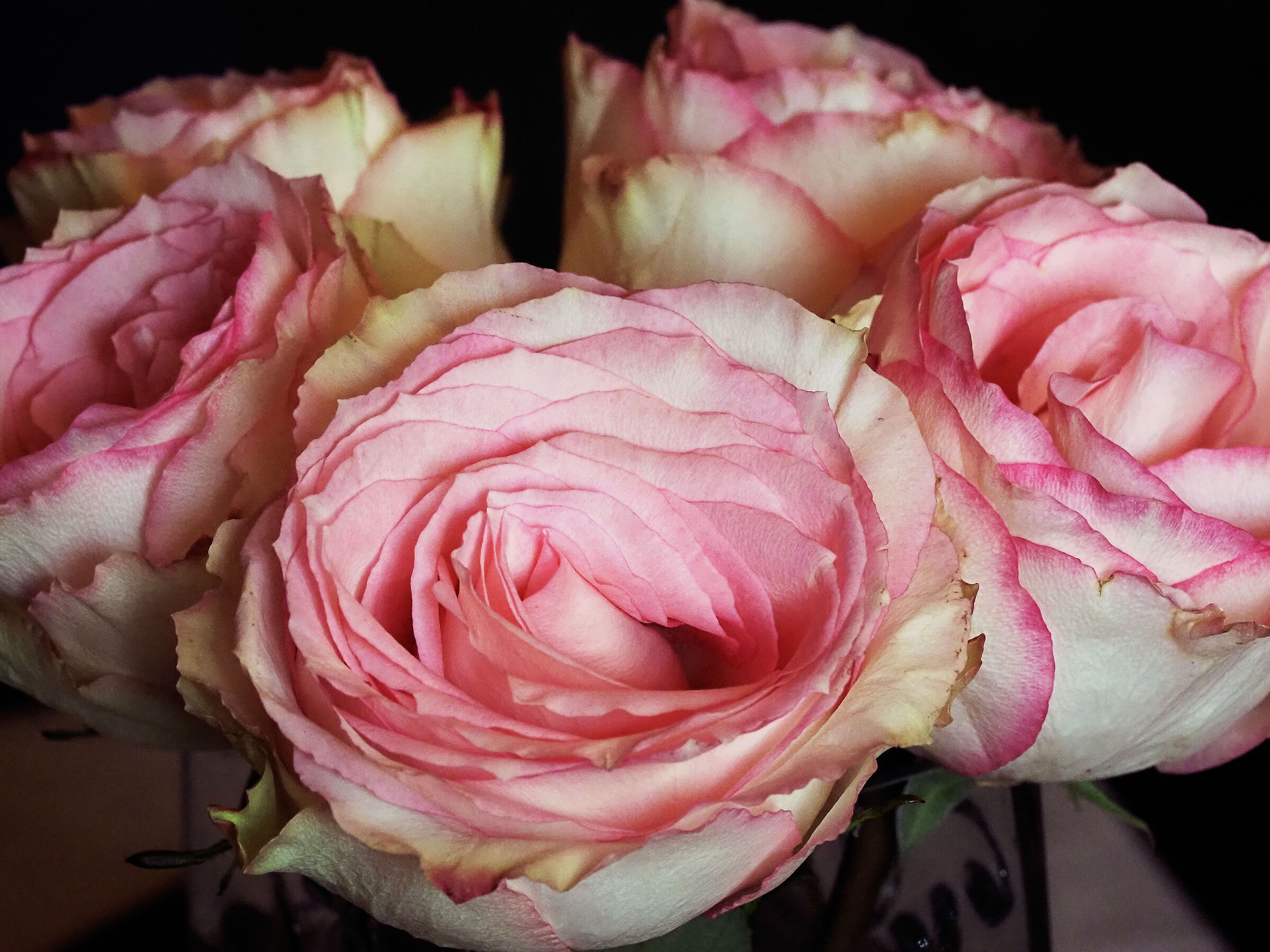 rose..