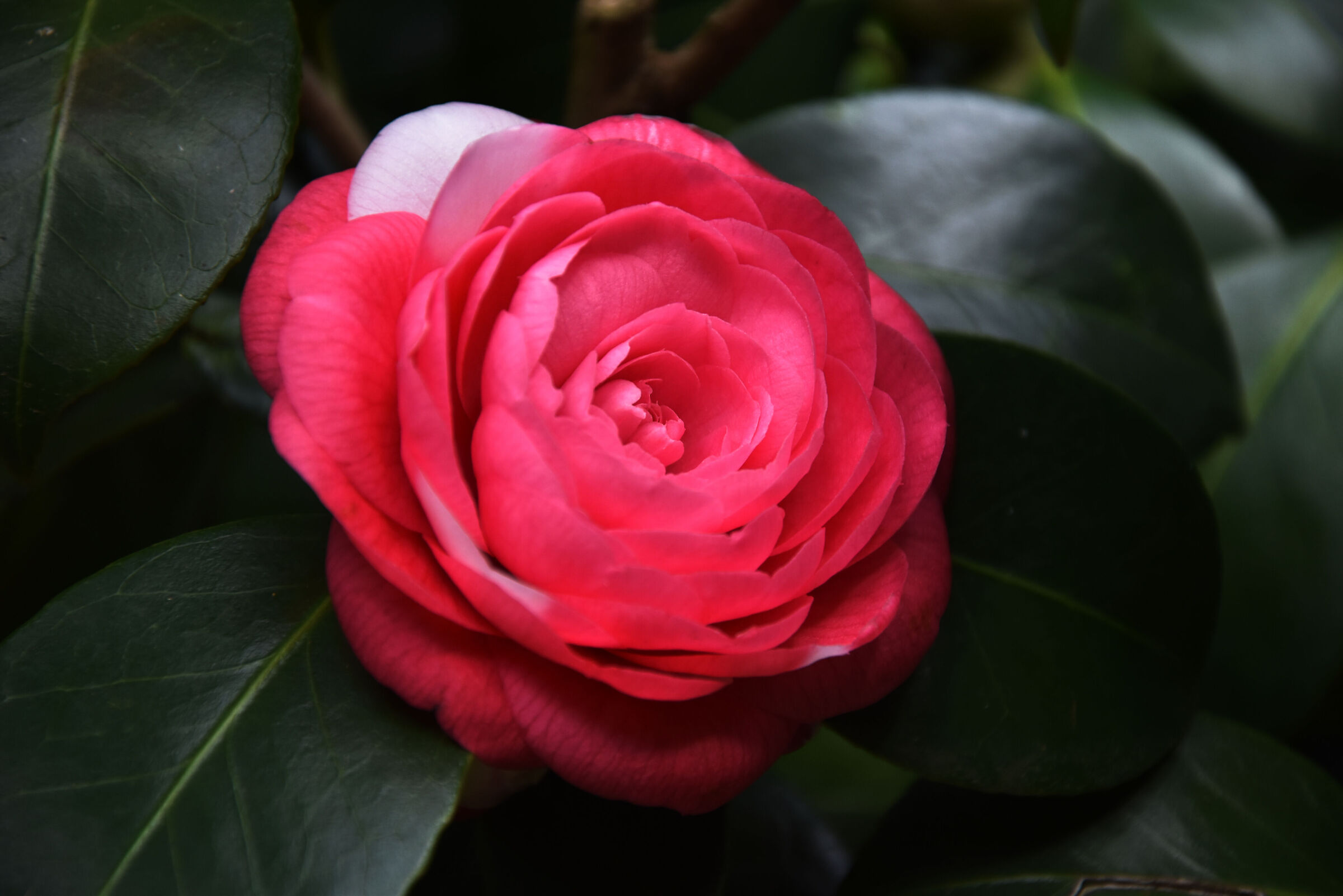 Camelia japonica rossa e bianca