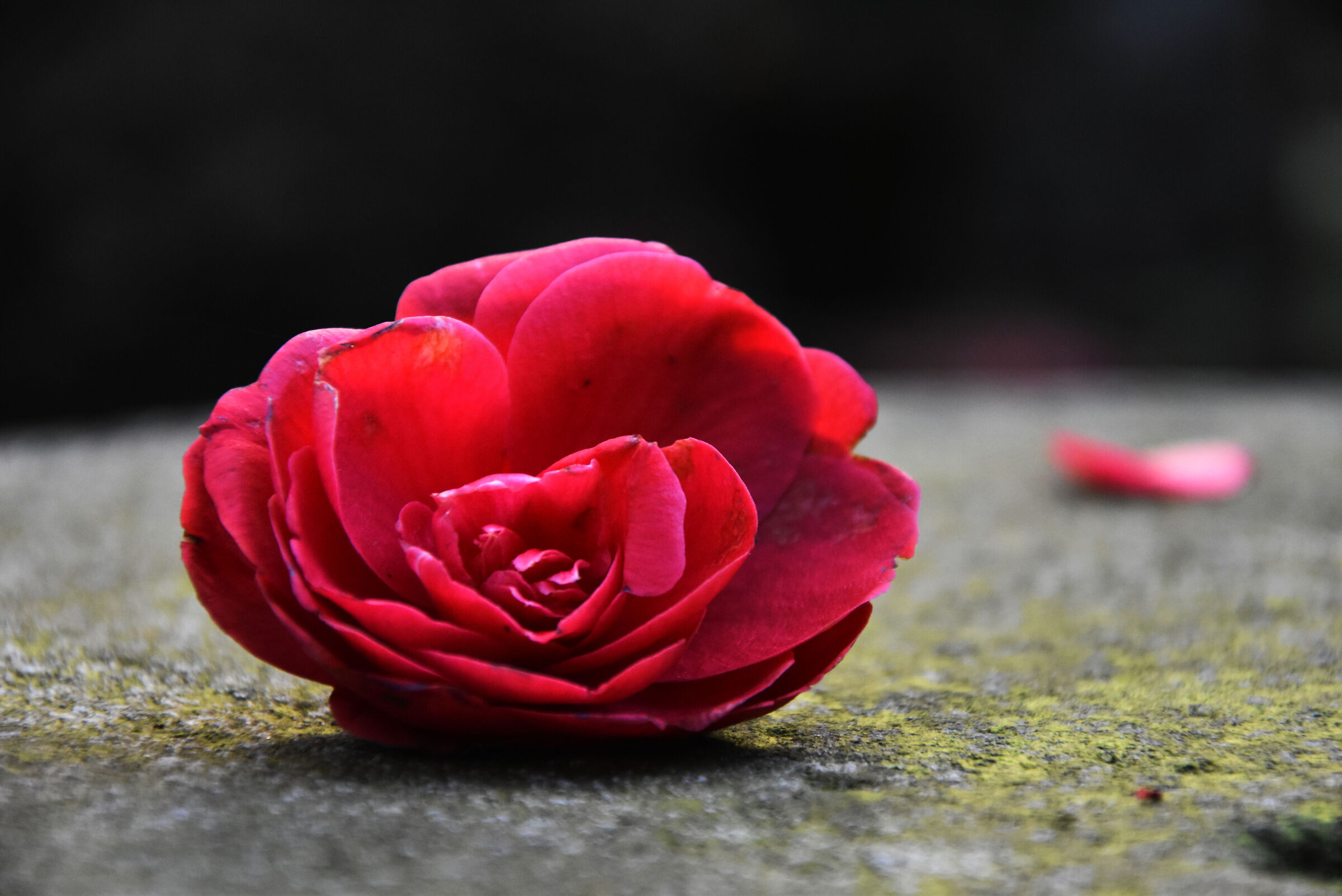 Fiore di camelia caduto
