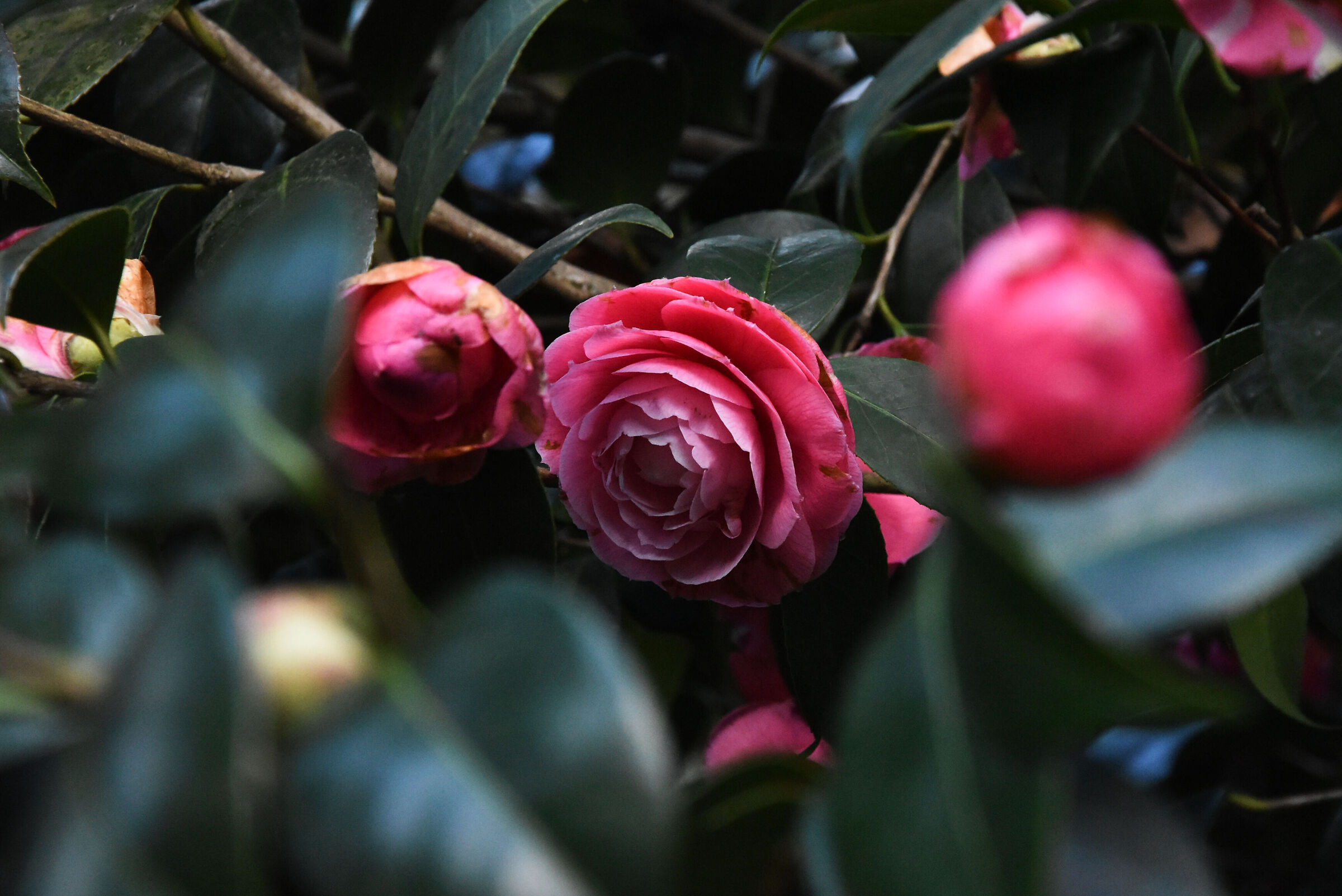 Camelia japonica rosa