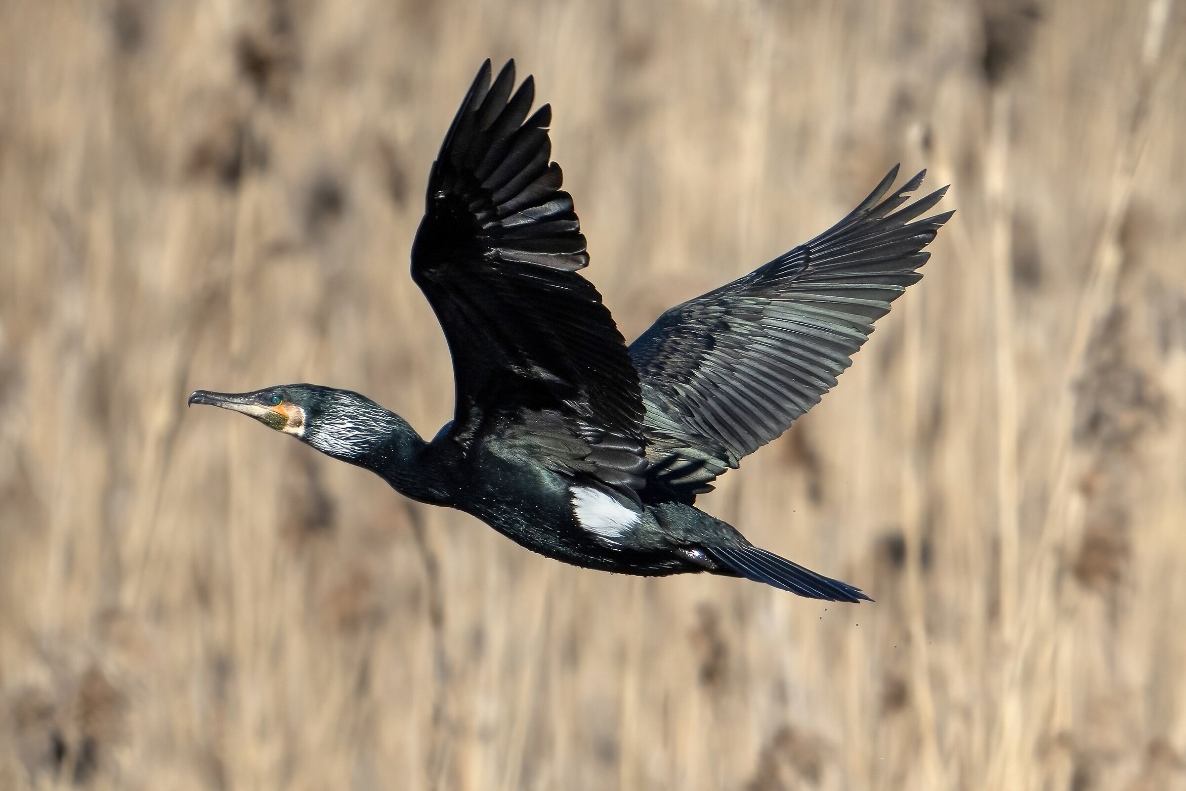 Cormorant (Phalacrocorax carbo)