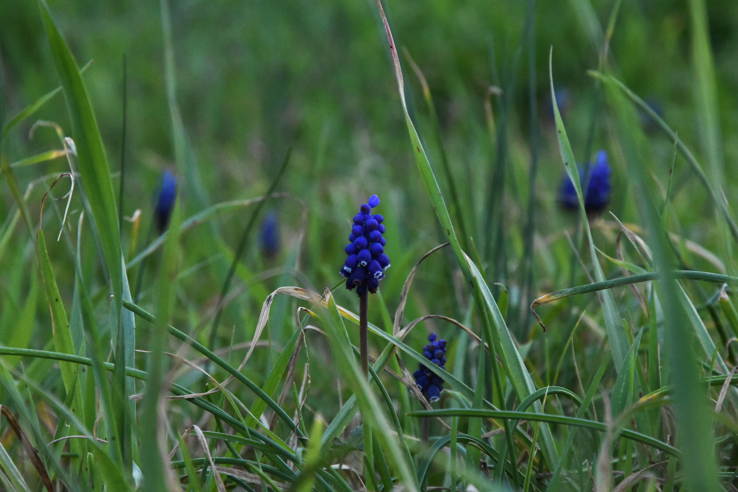 Campo di Muscari