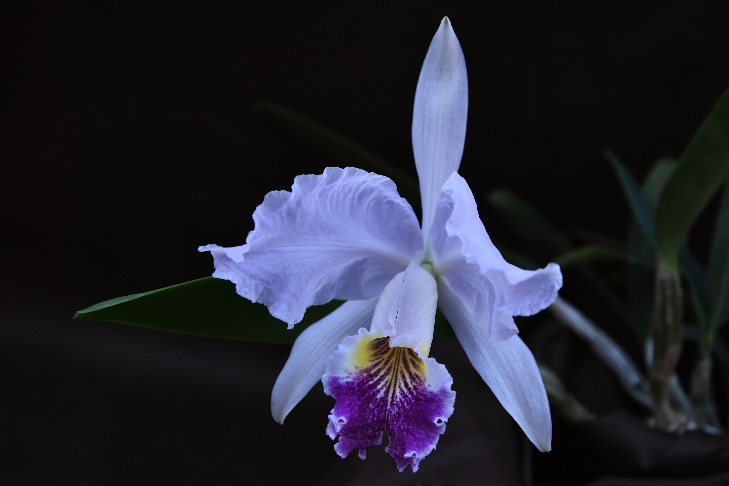 Cattleya lueddemanniana var. coerulea