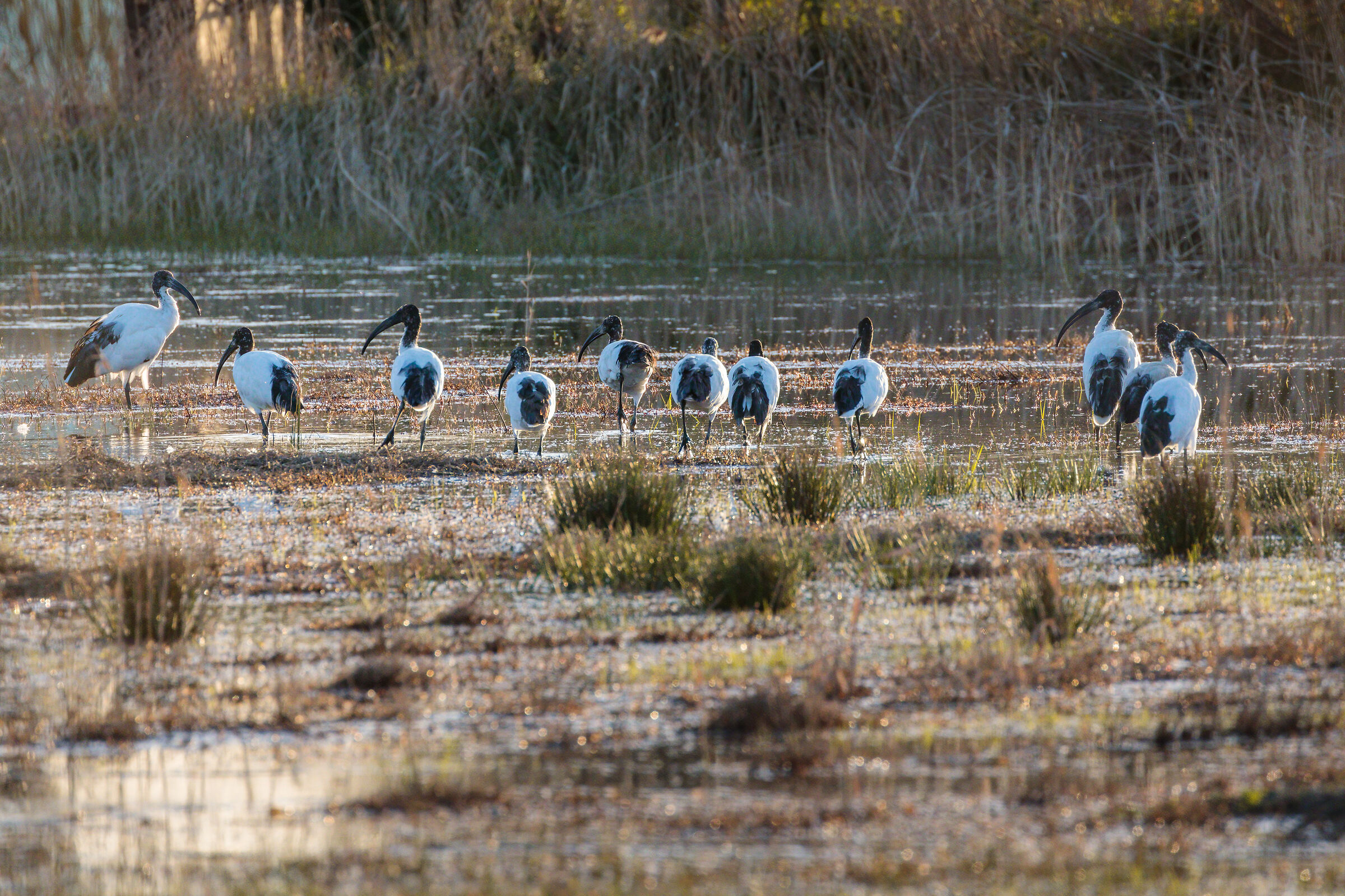 Sacred Ibis