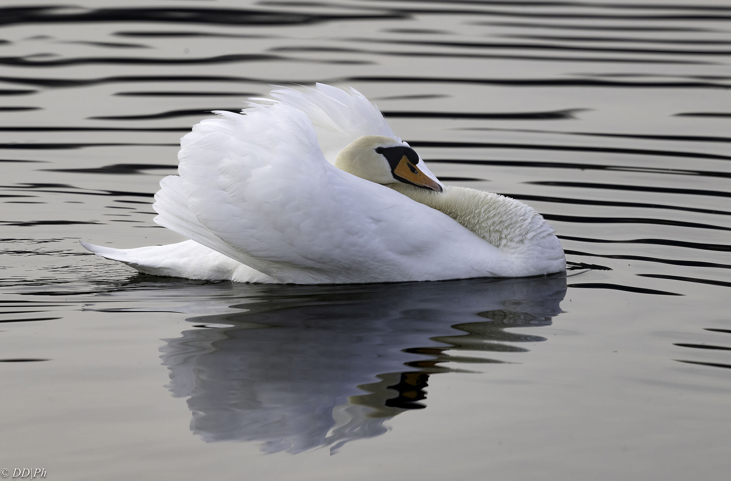 Mute swan