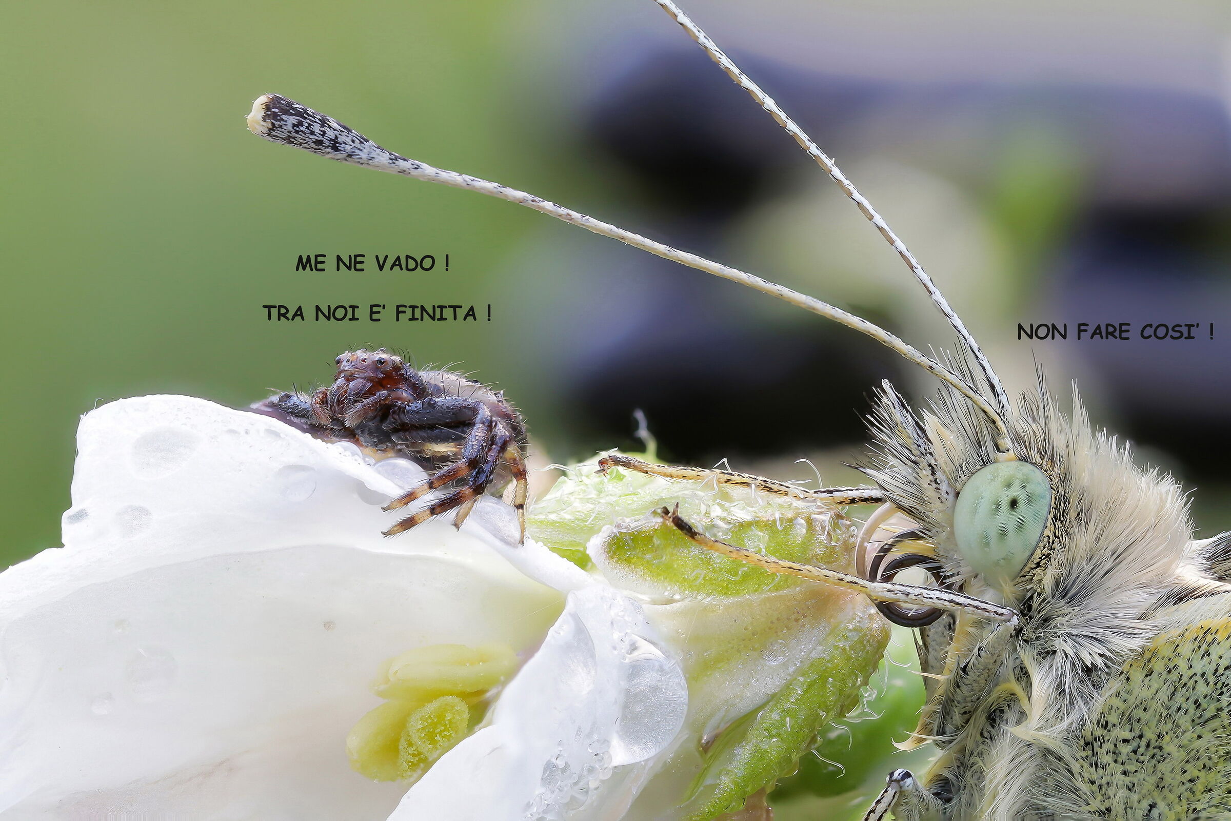 The Odd Couple 2 (Trouble in Heaven)