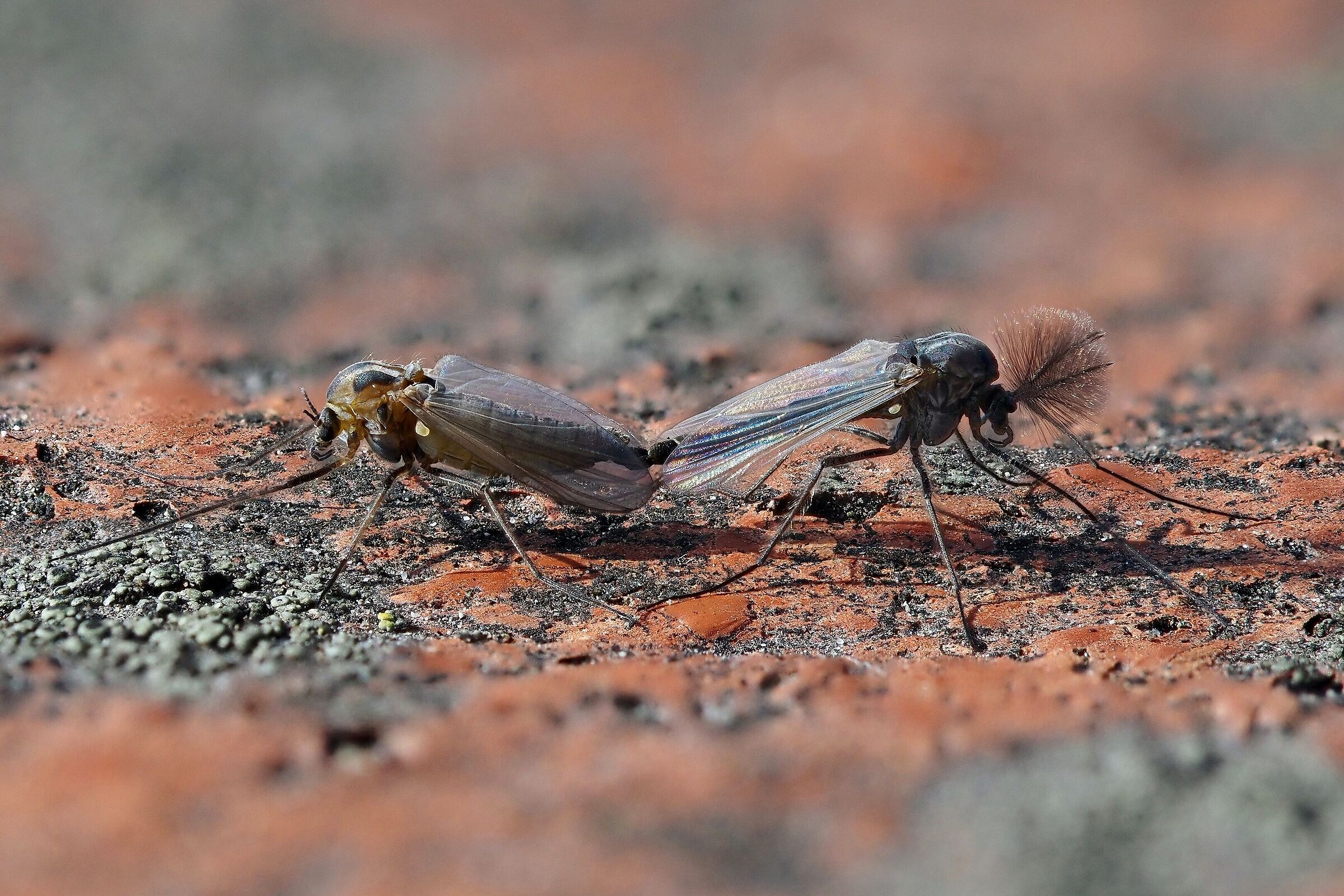 Chironomidae in mating