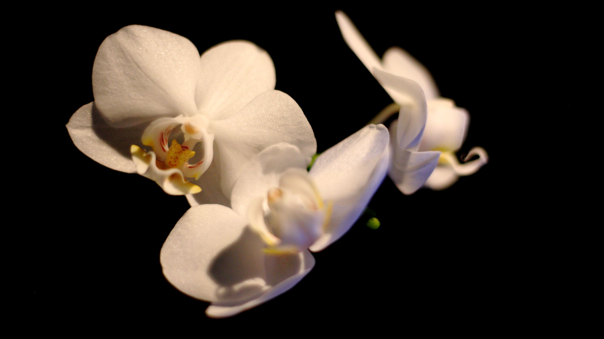 White orchid