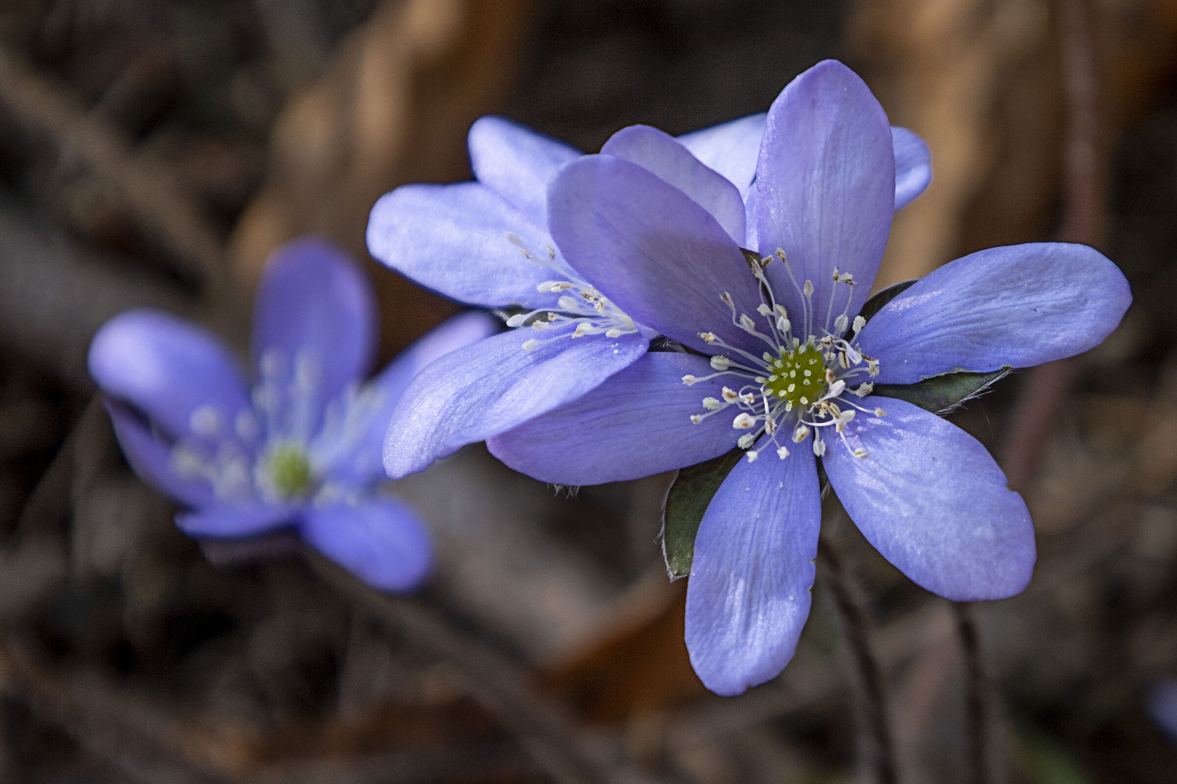 anemone epatica