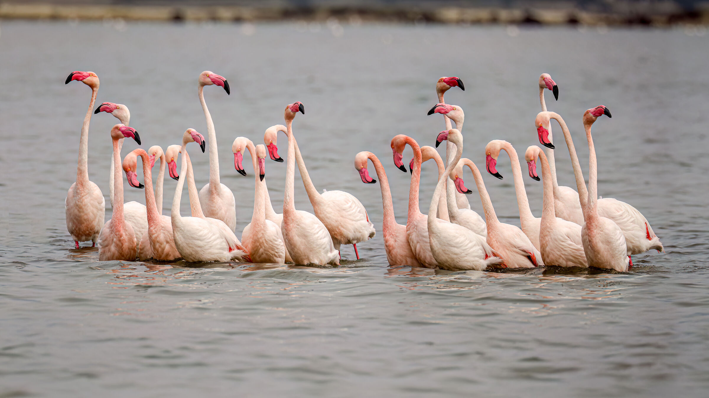 Wedding dances Pink flamingos