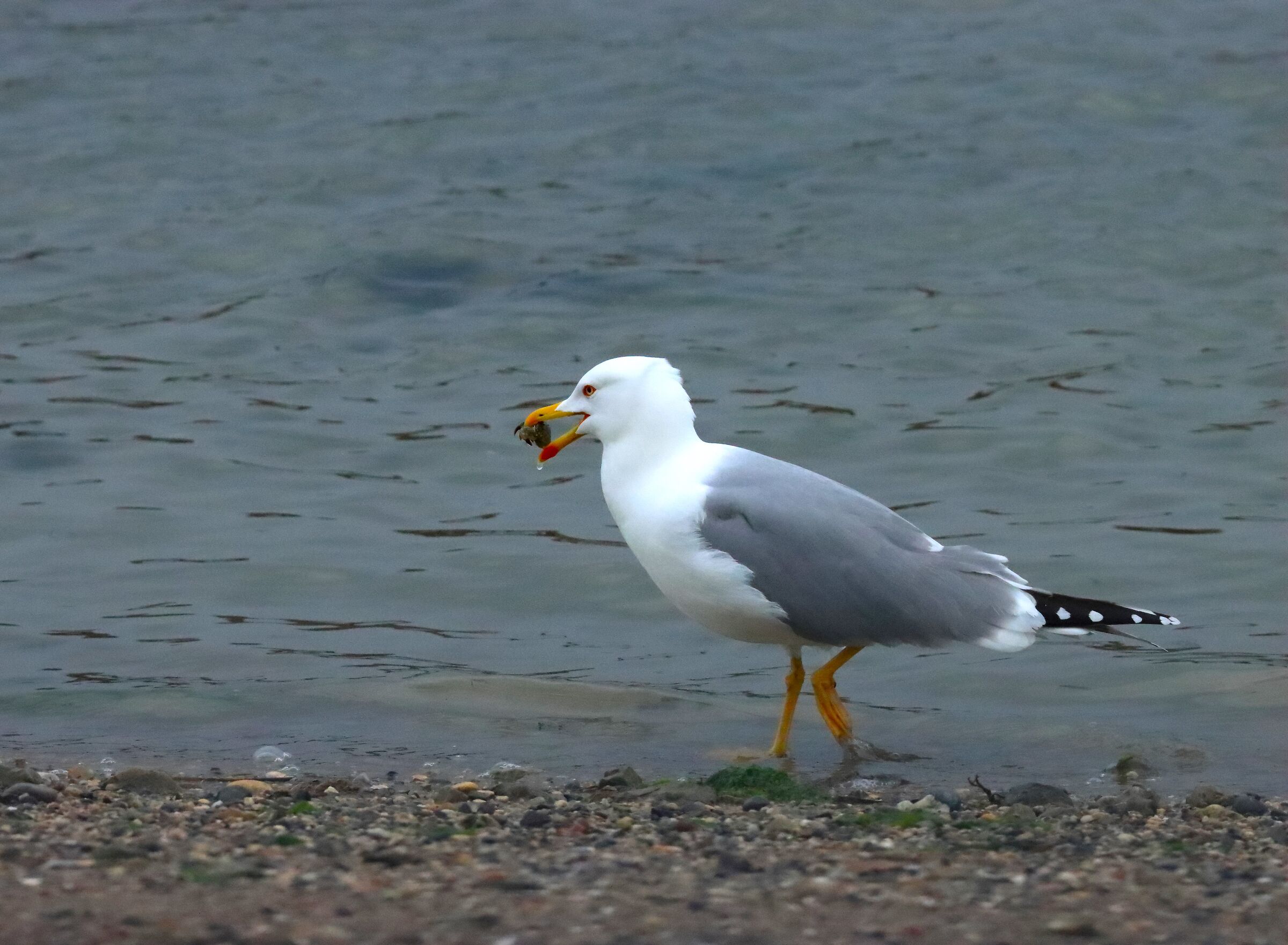 Gabbiano reale con preda