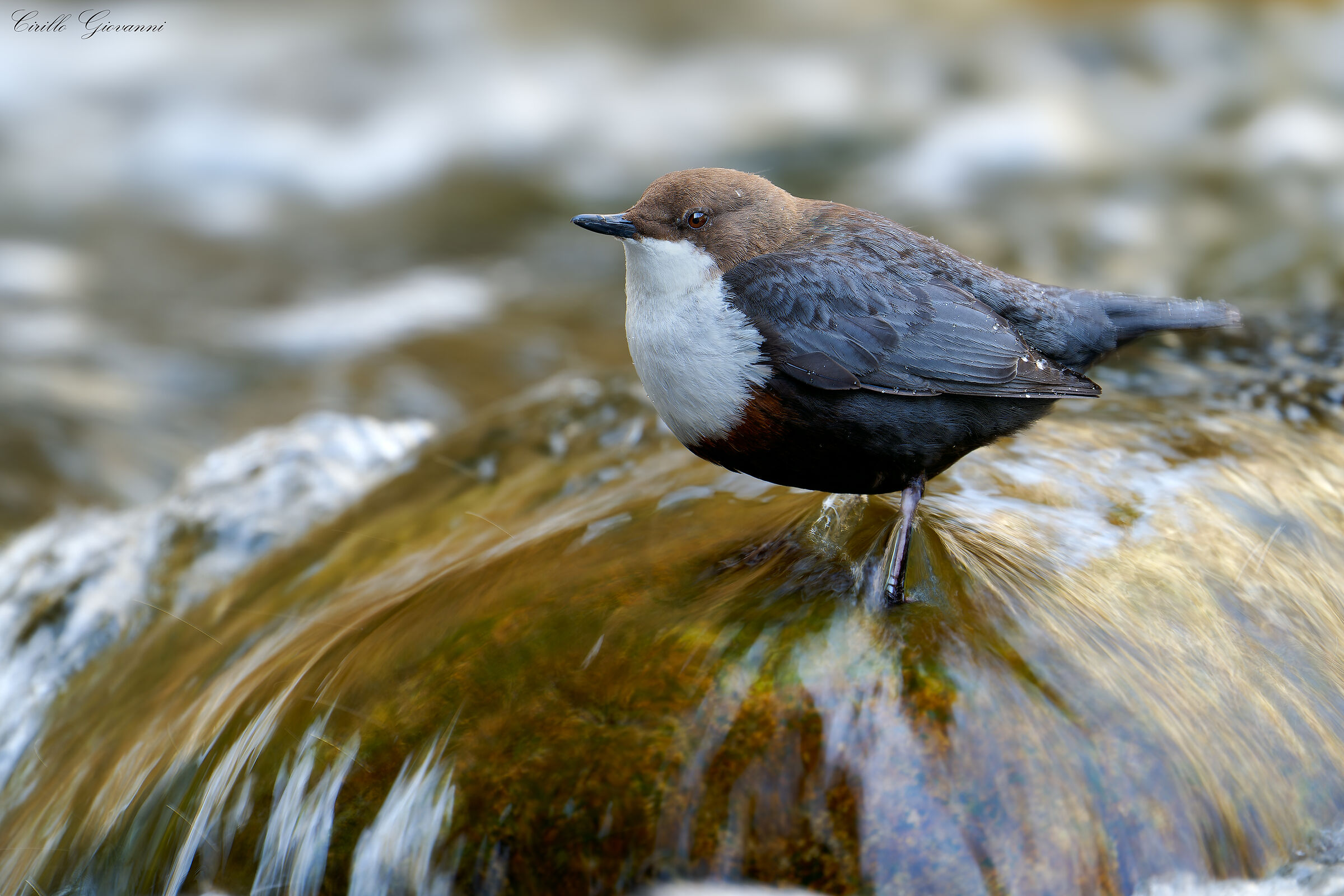 WHITE-THROATED DIPPER