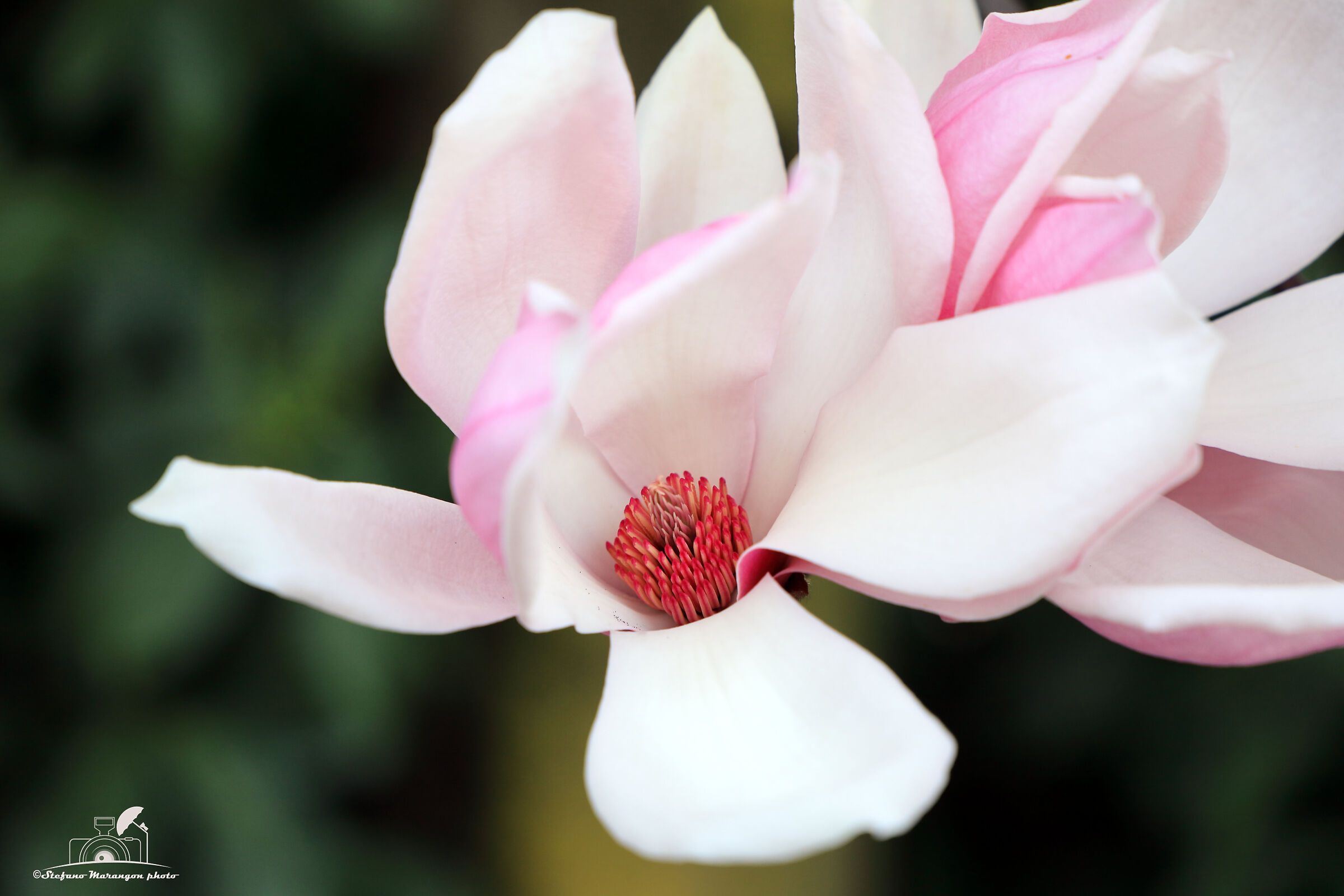 Magnolia