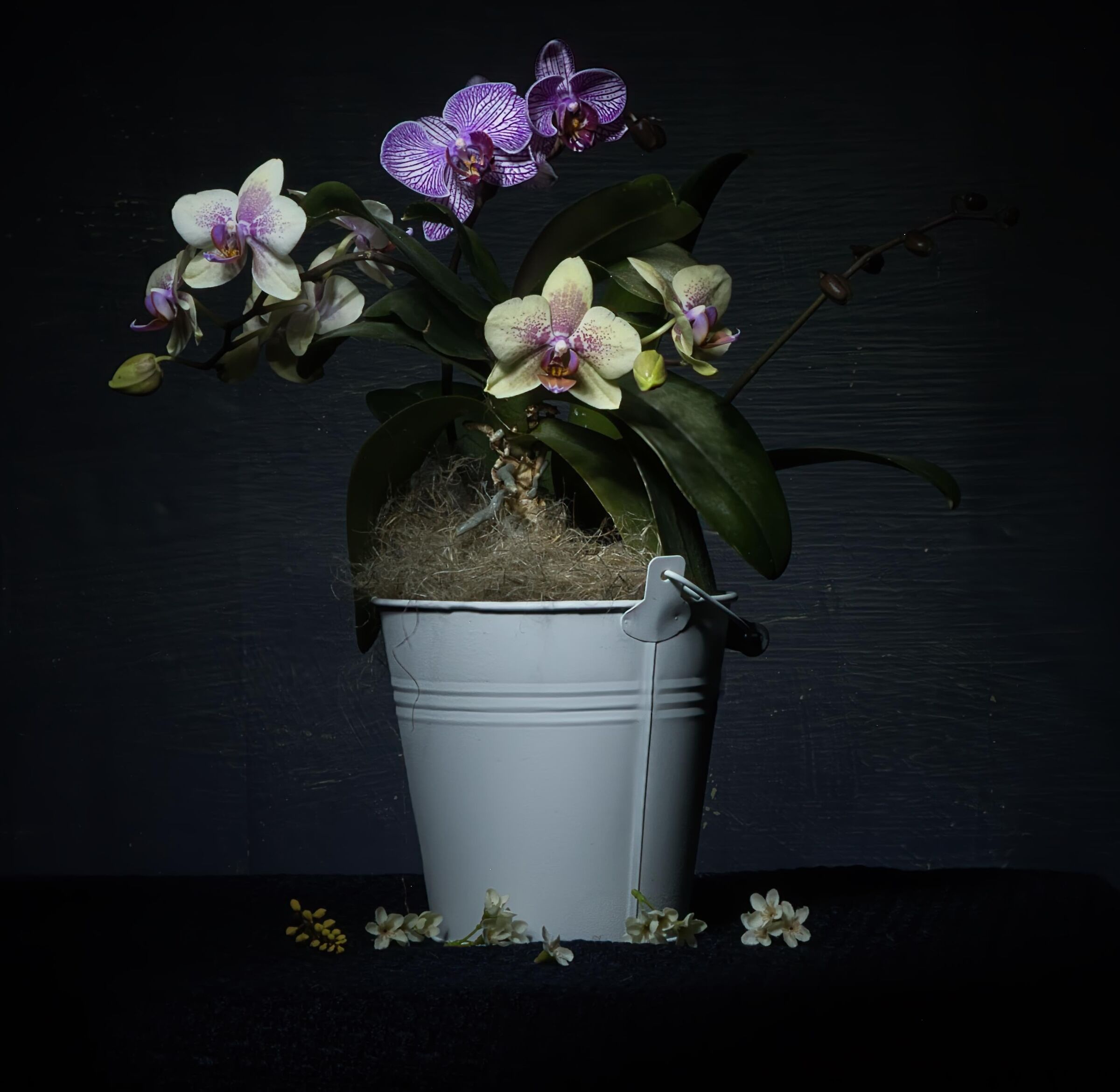 Orchid pot