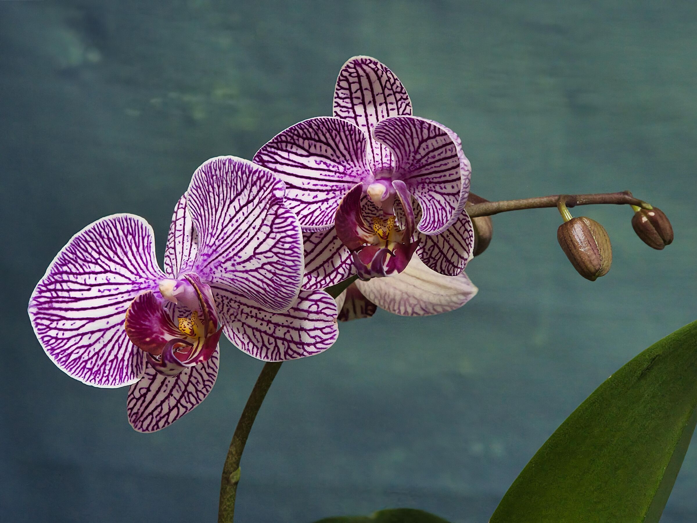 Orchid flower
