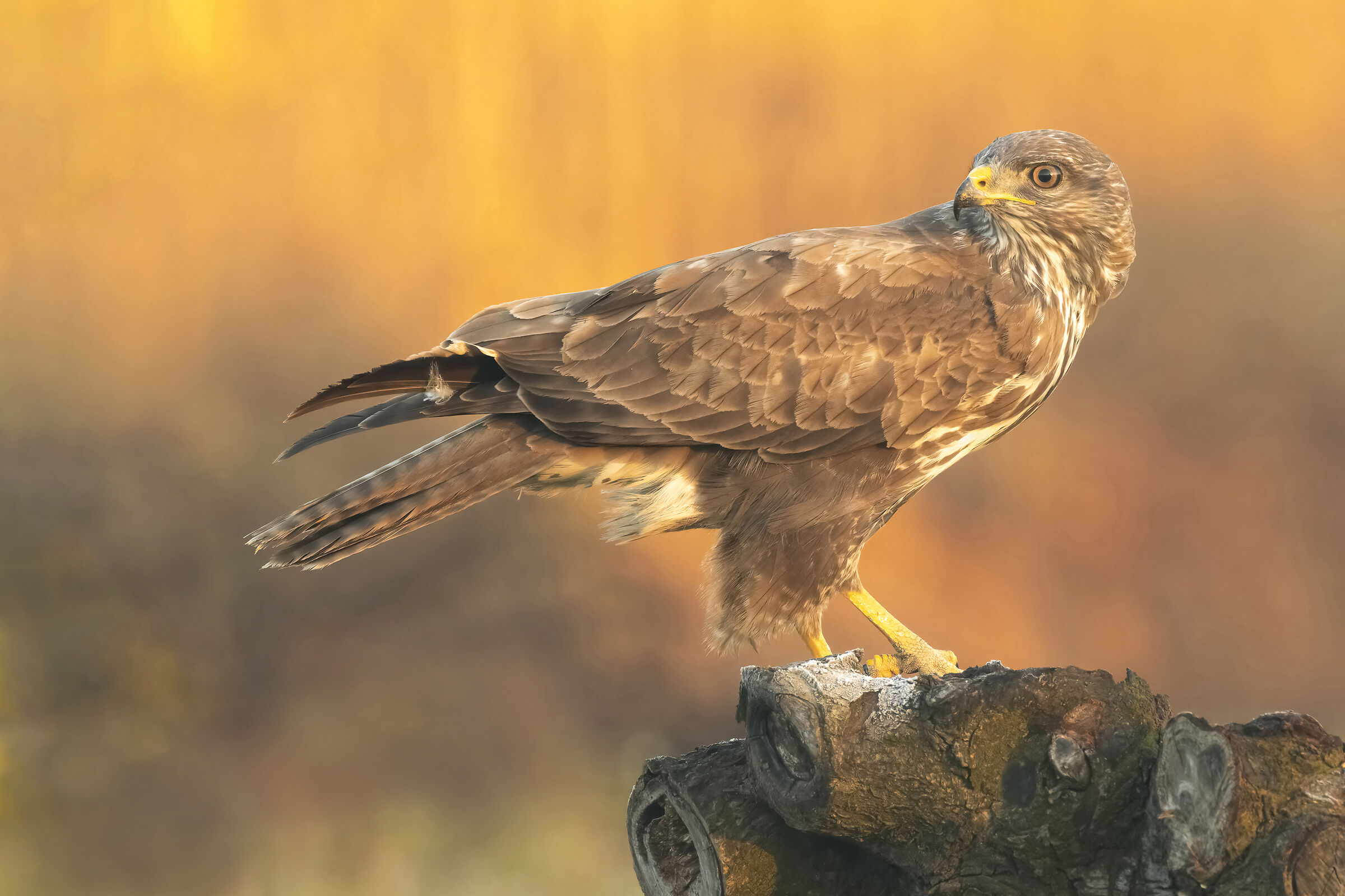 Buzzard