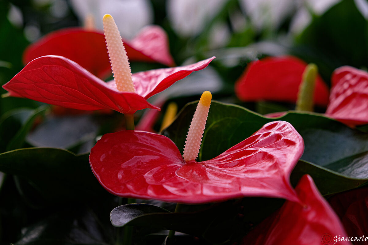 L'Anthurium fiore