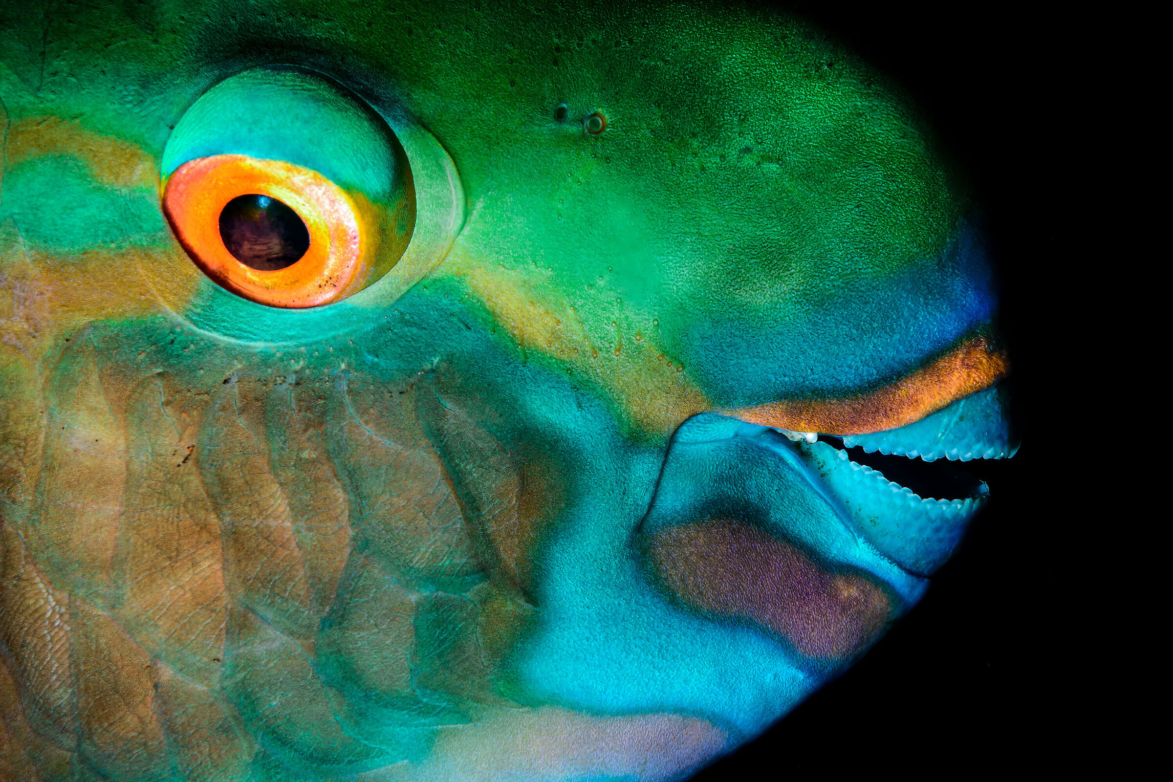 Chlorurus sordidus, pesce pappagallo