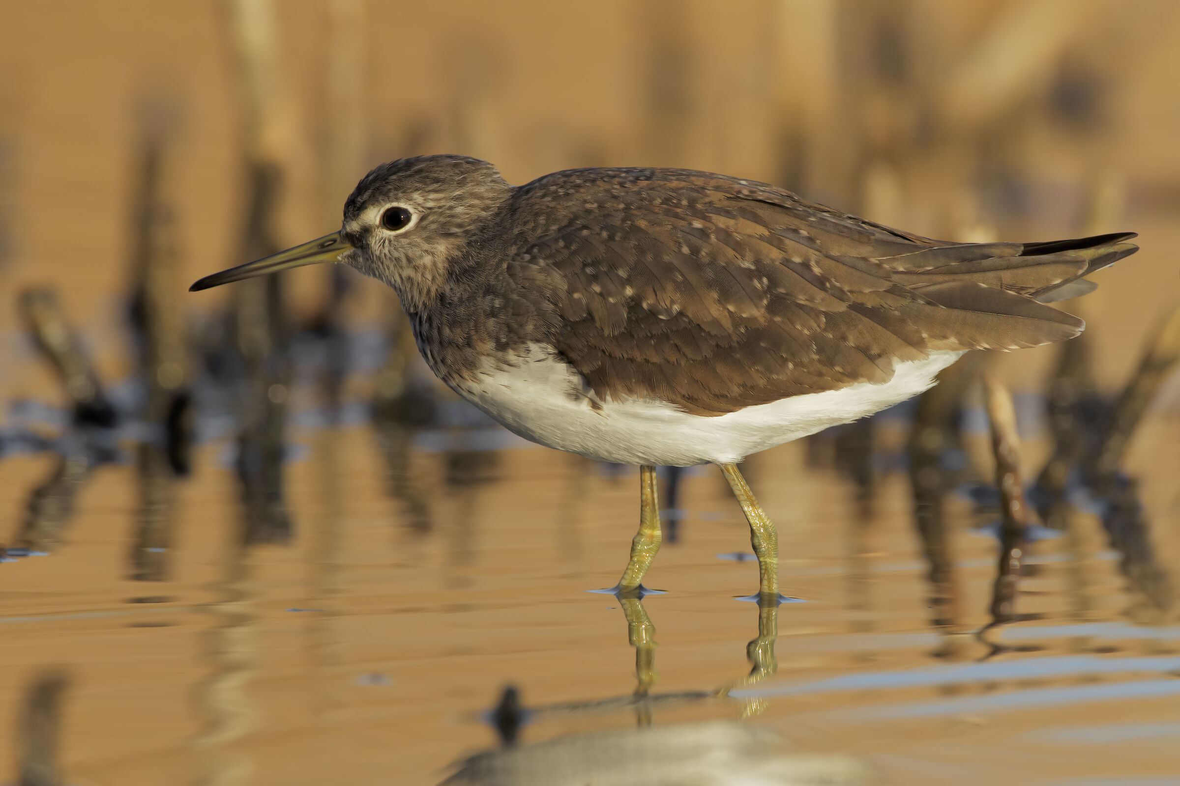 Sandpiper culbianco