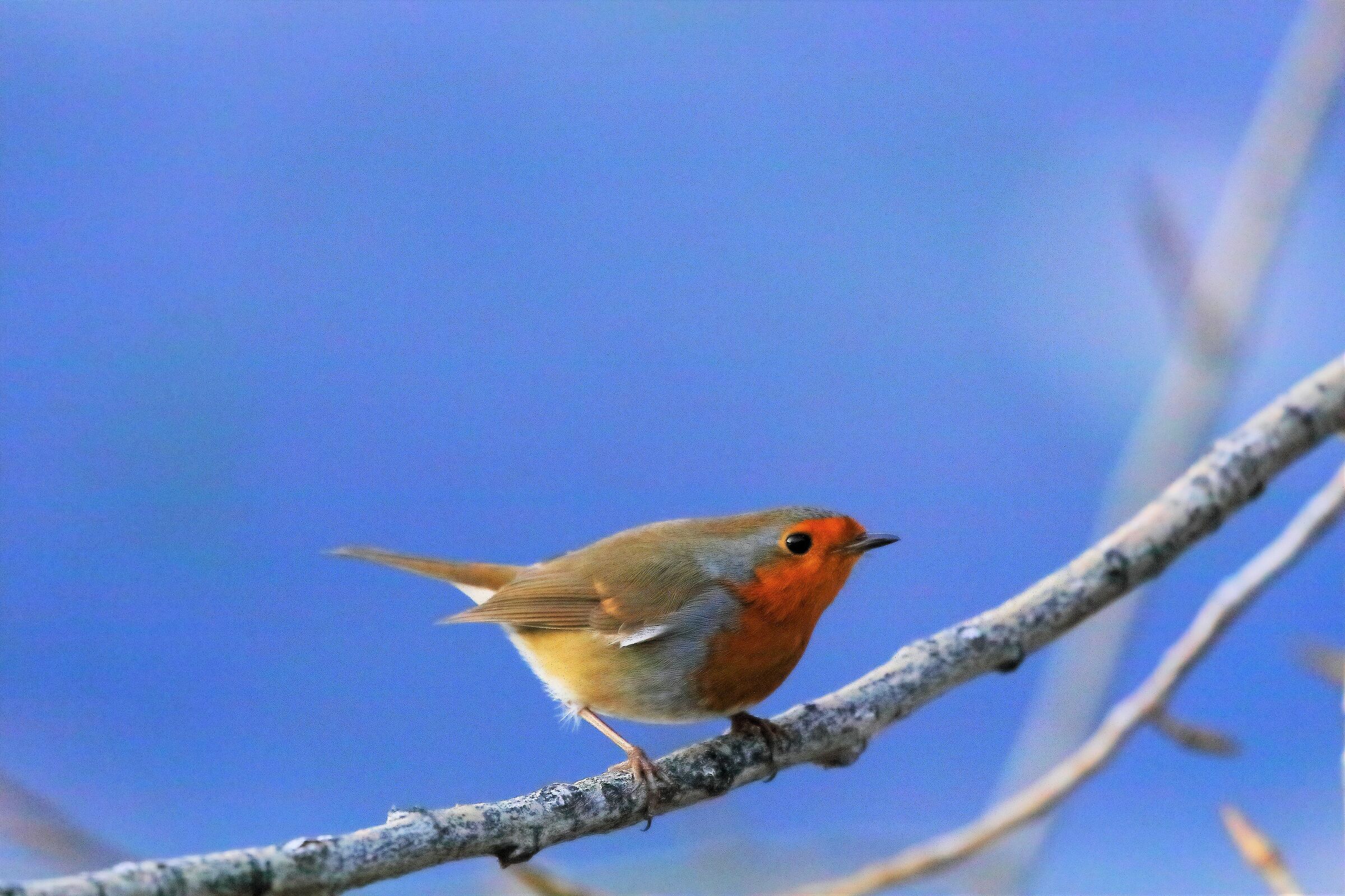 Pettirosso 11-01-2023