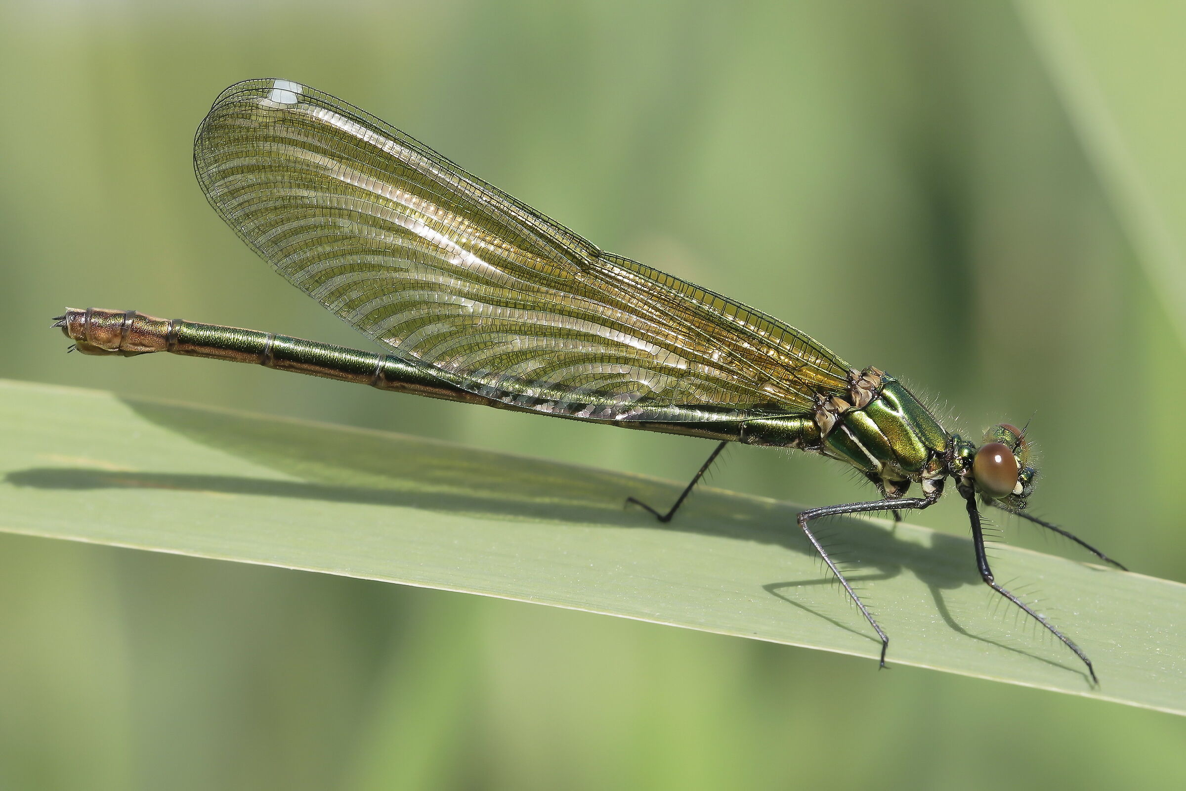 Calopteryx splendens