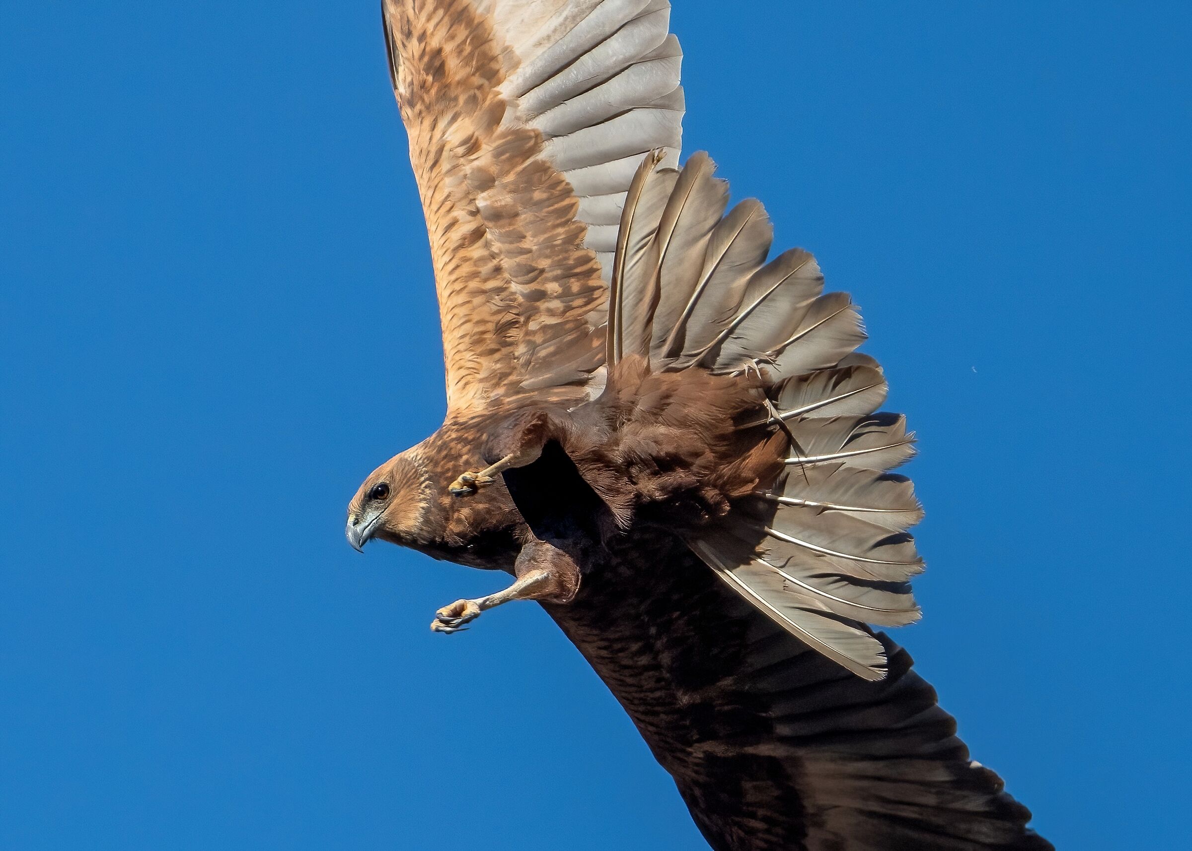 Marsh harrier (Circus aeruginosus)