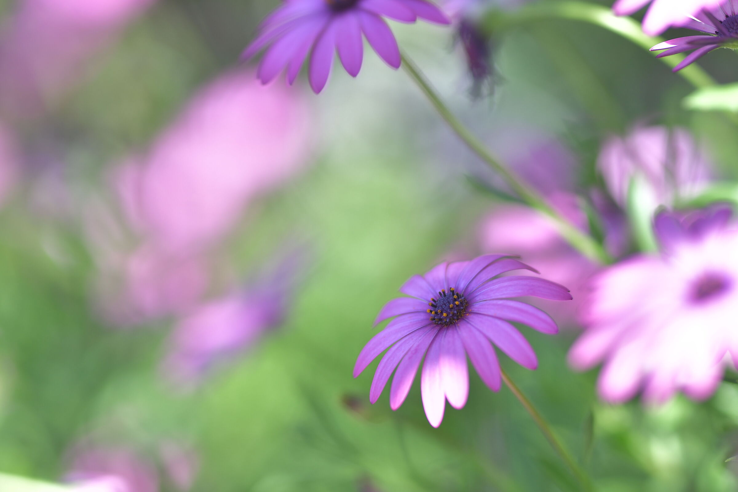 Fiore