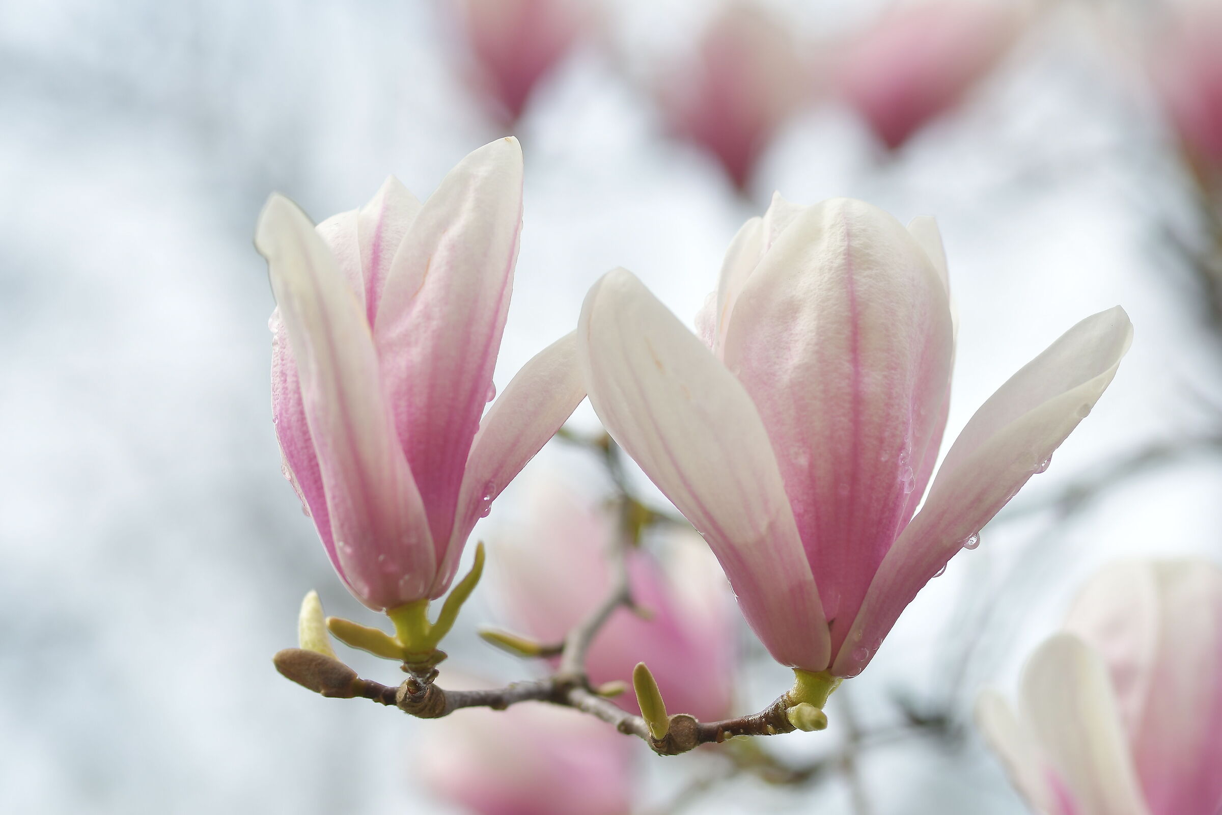 Magnolia