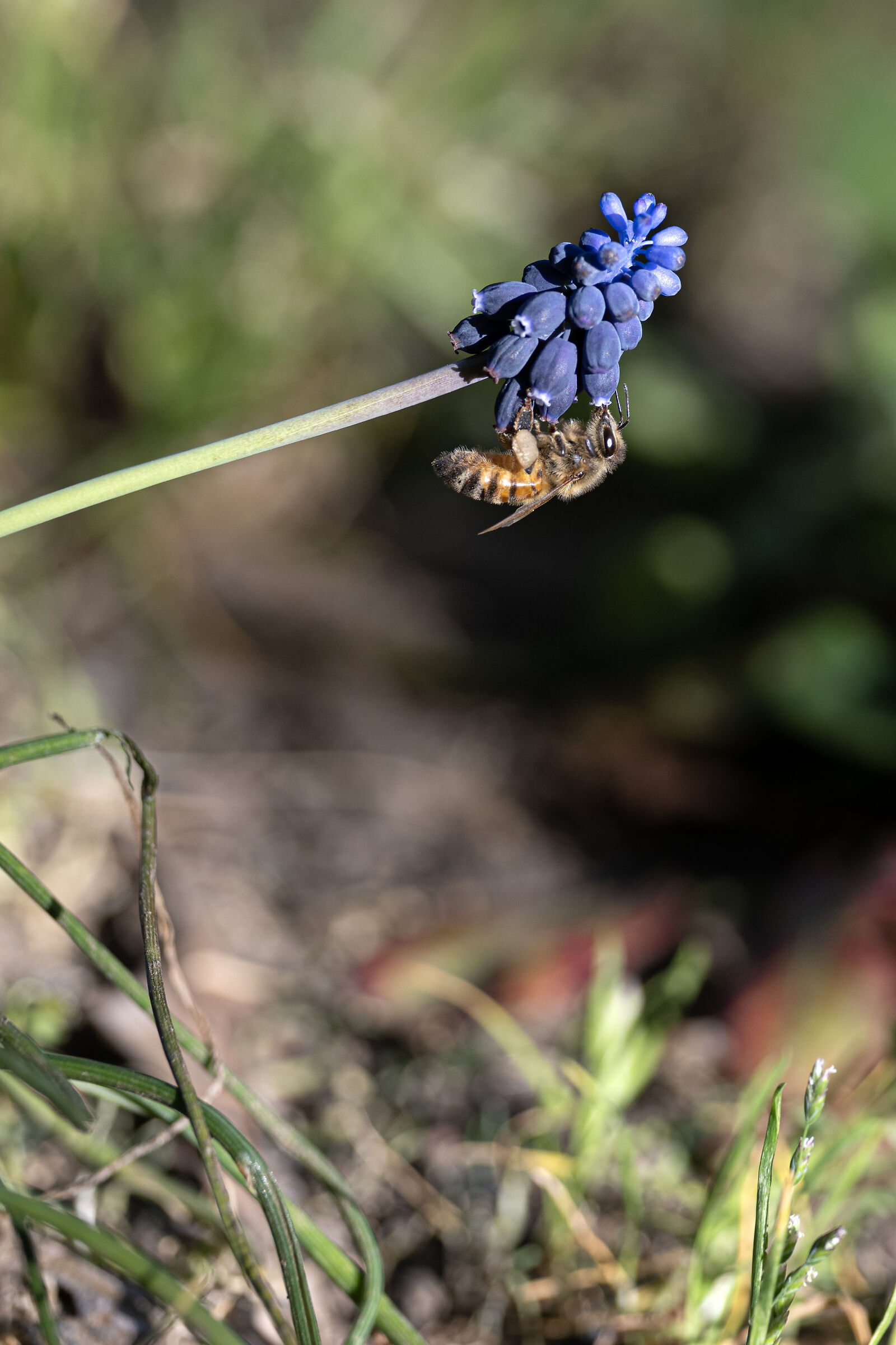Muscari neglectum con ospite