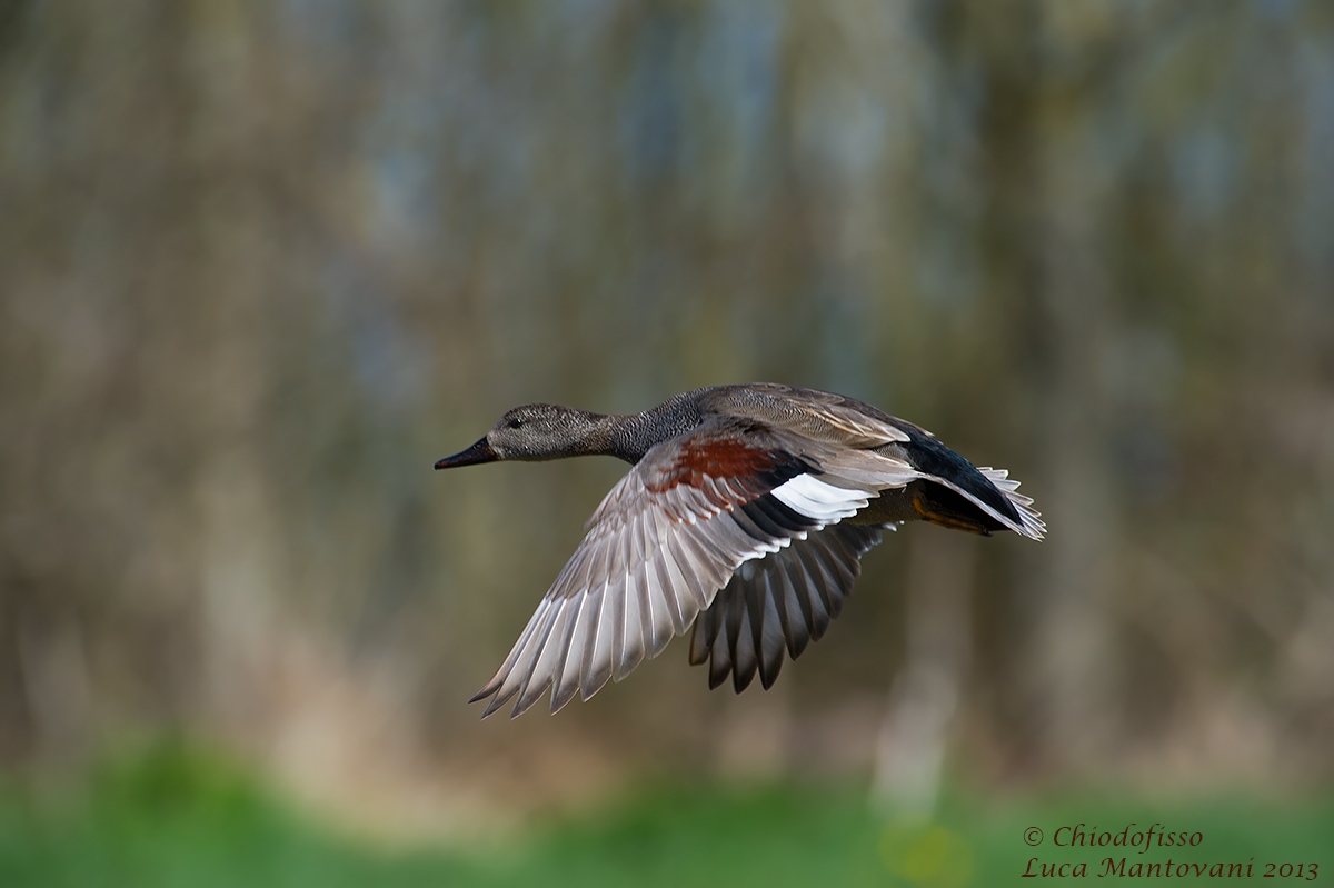 Maschio di Canapiglia in volo