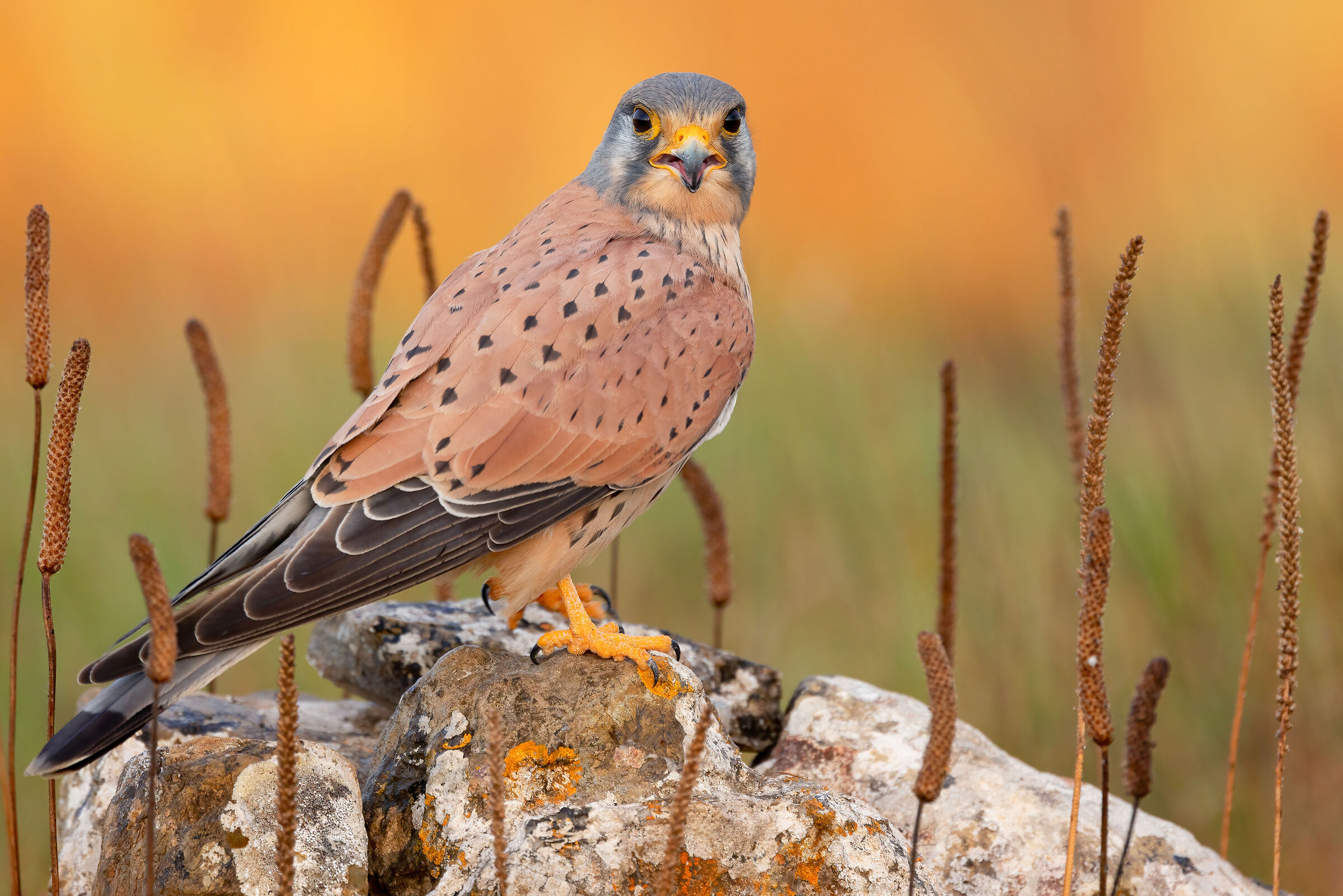 kestrel