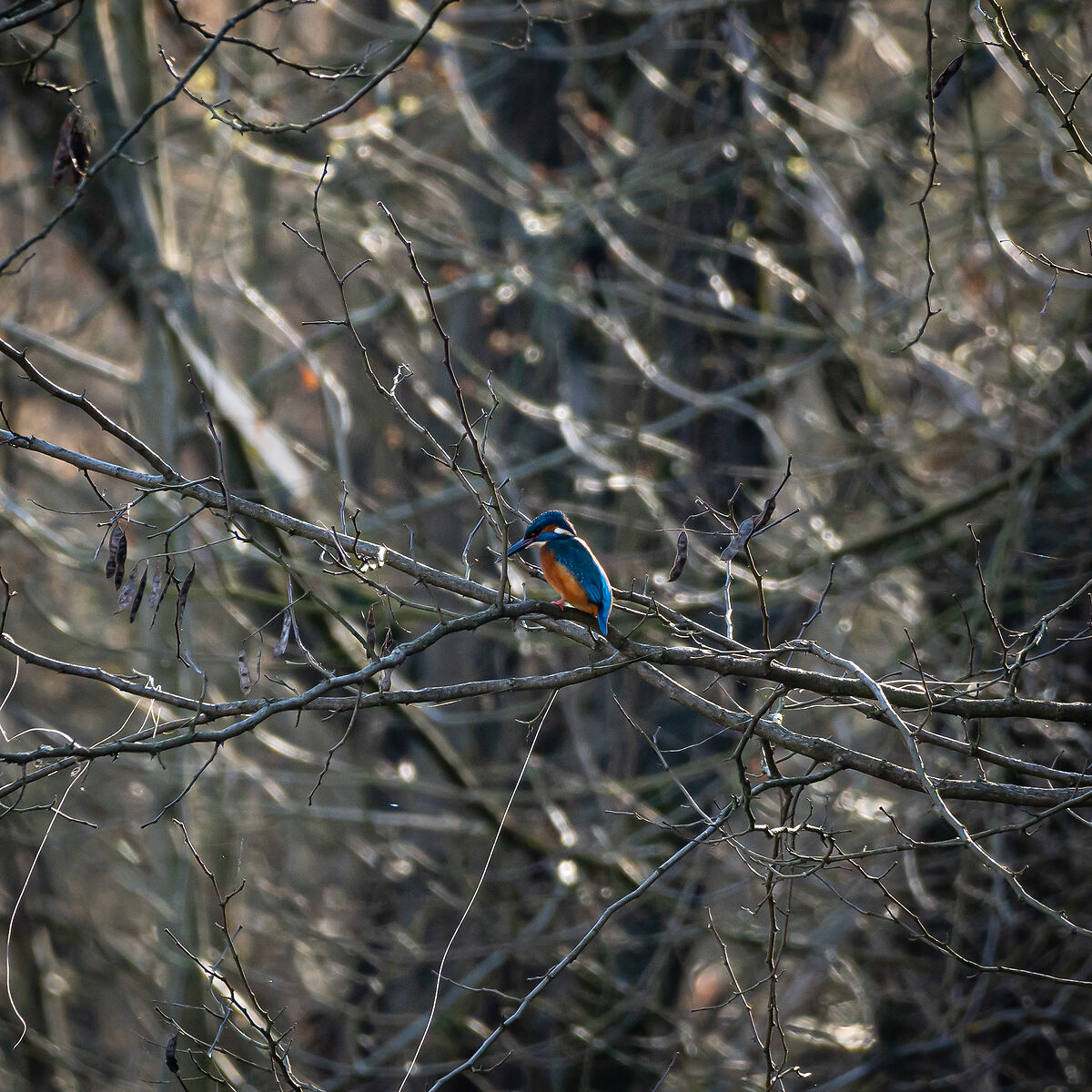 Pronto per l'attacco