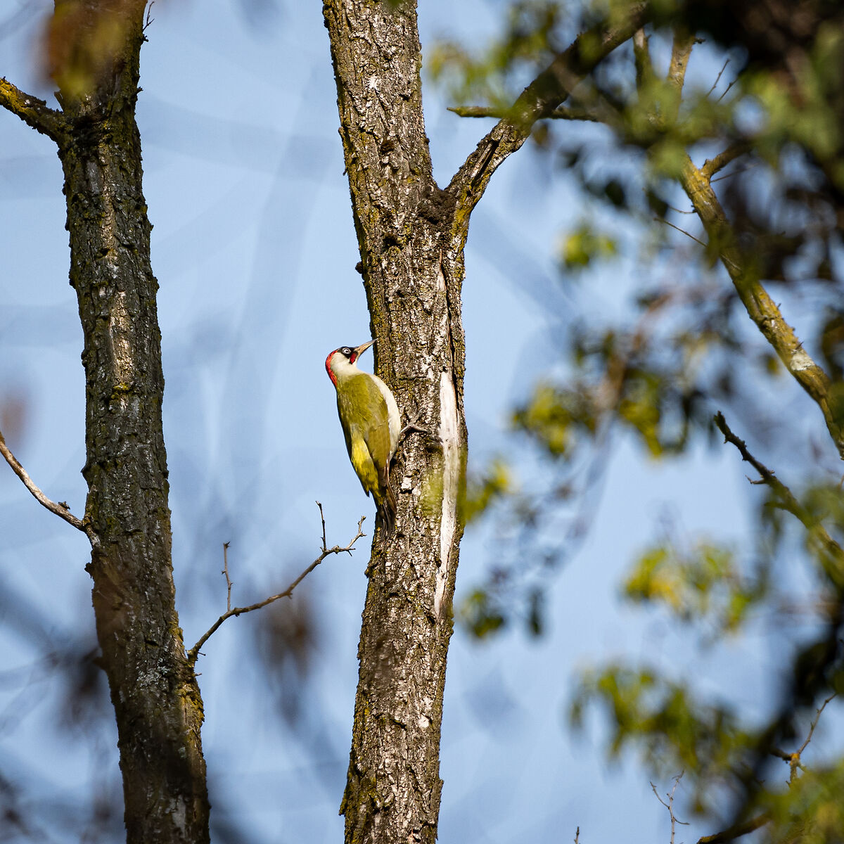 Picchio Verde appostato