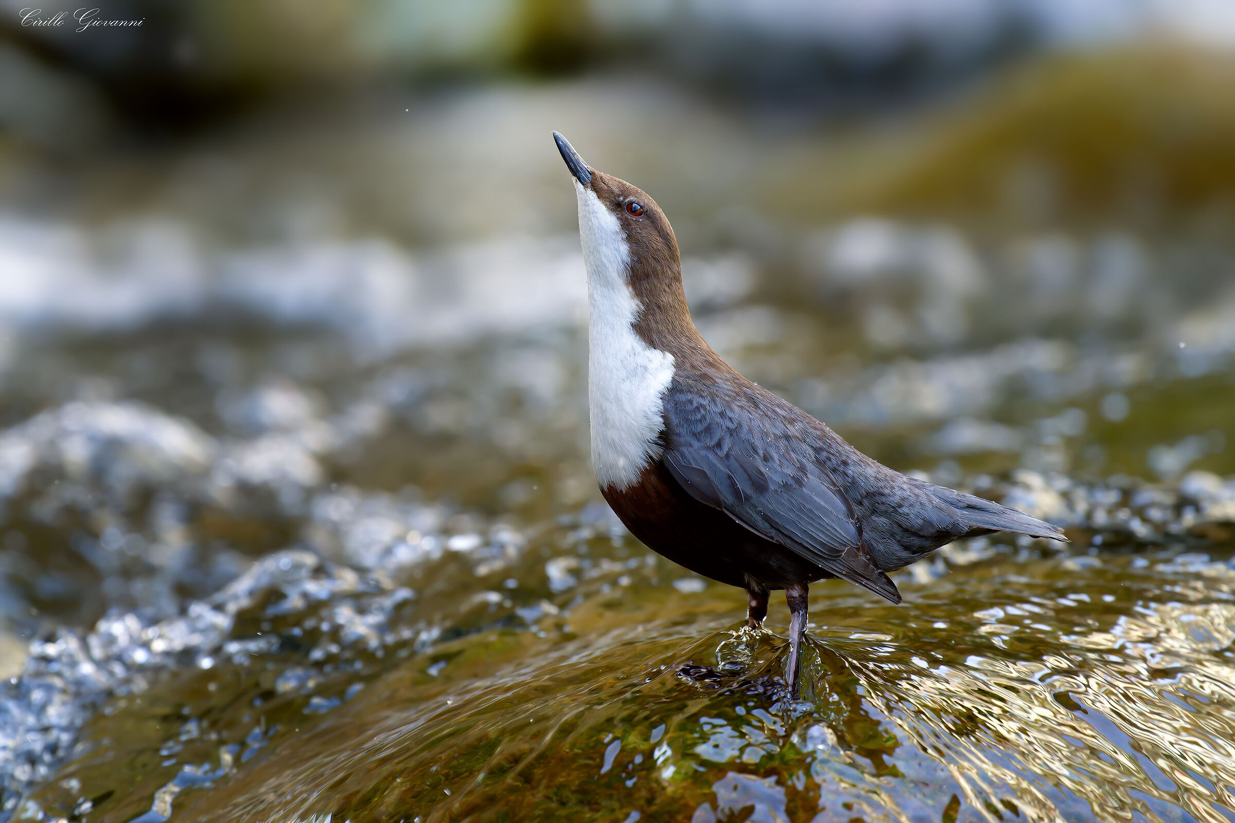 WHITE-THROATED DIPPER