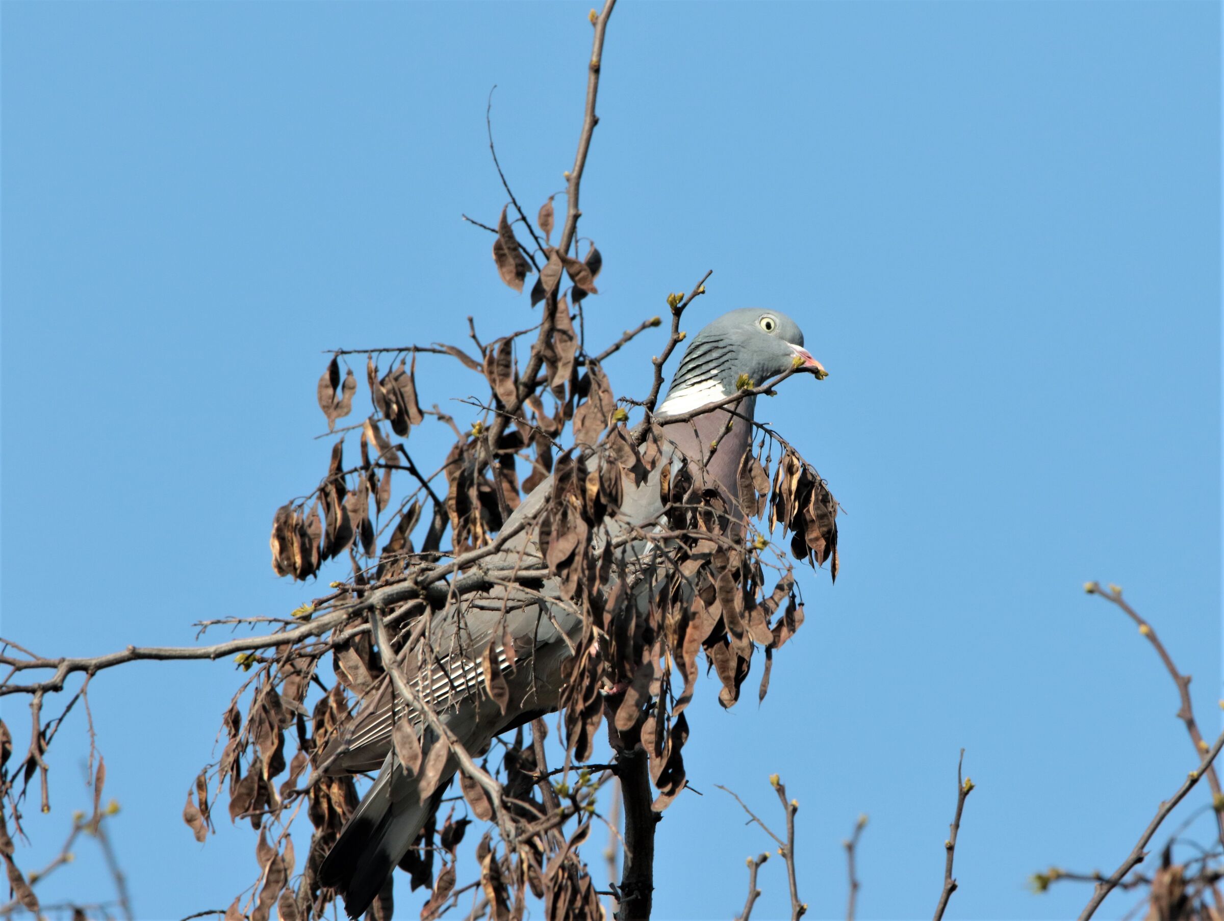wood pigeon