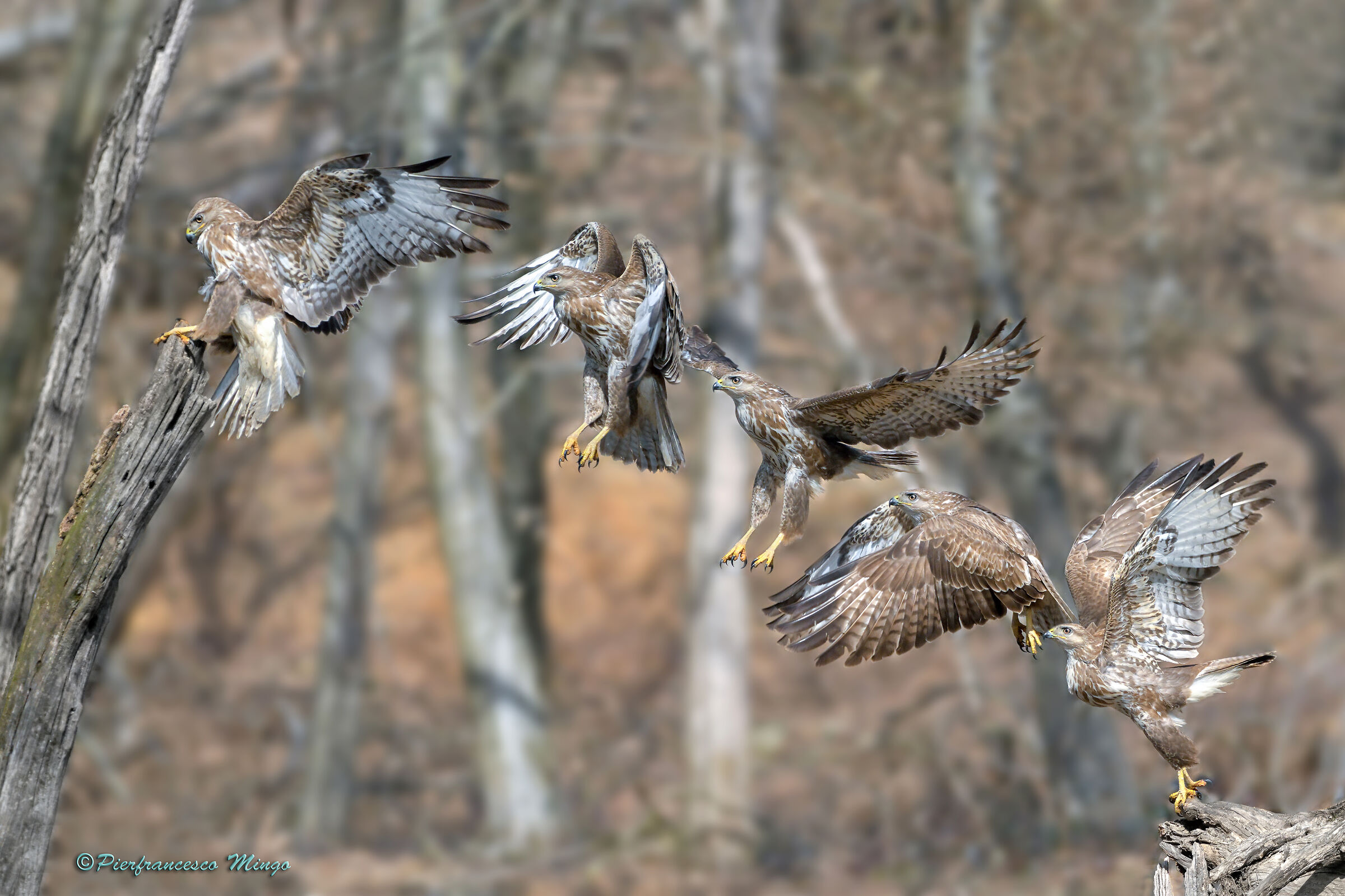 aspettando la poiana nel parco la mandria
