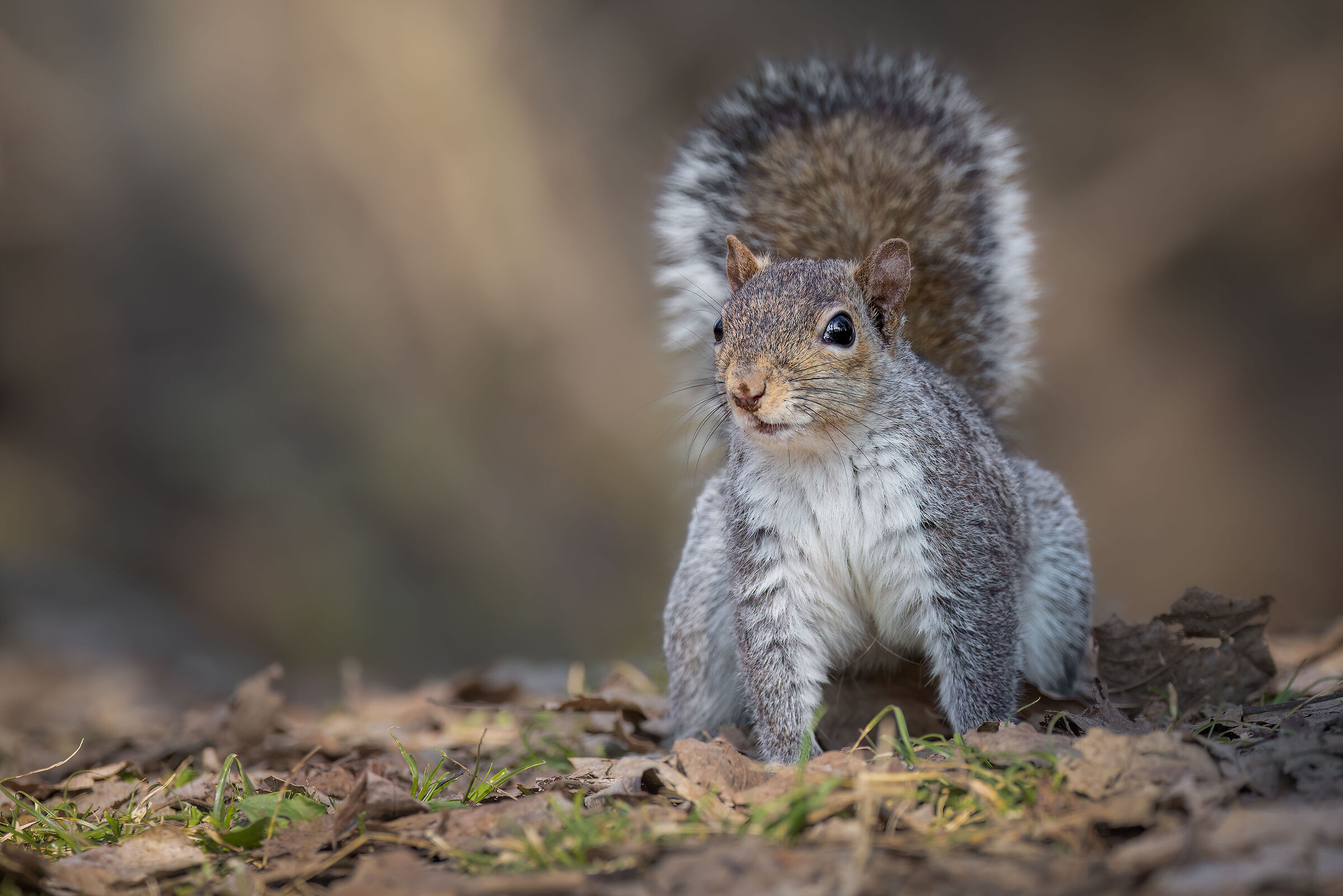 Scoiattolo grigio nordamericano