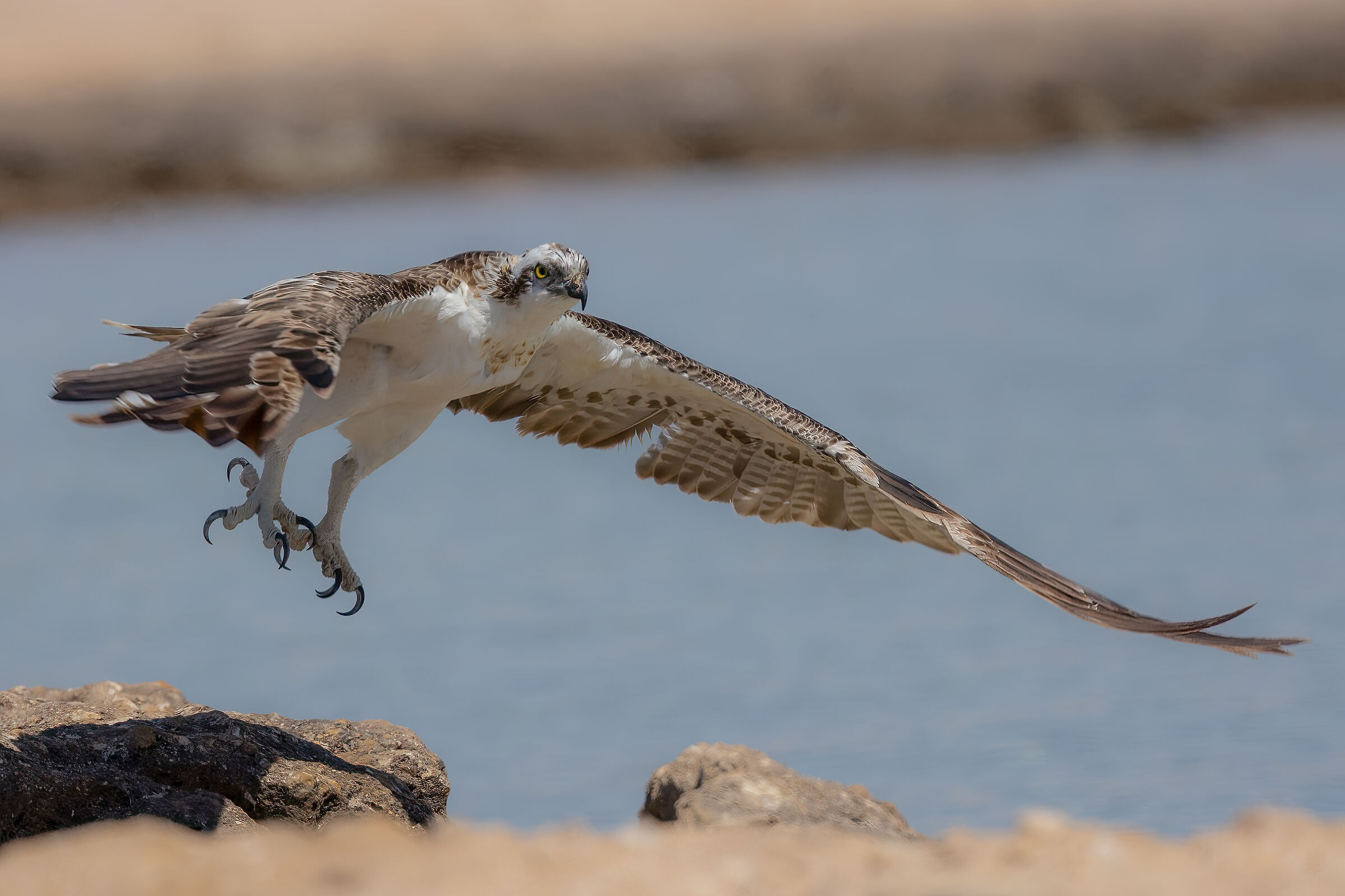 osprey