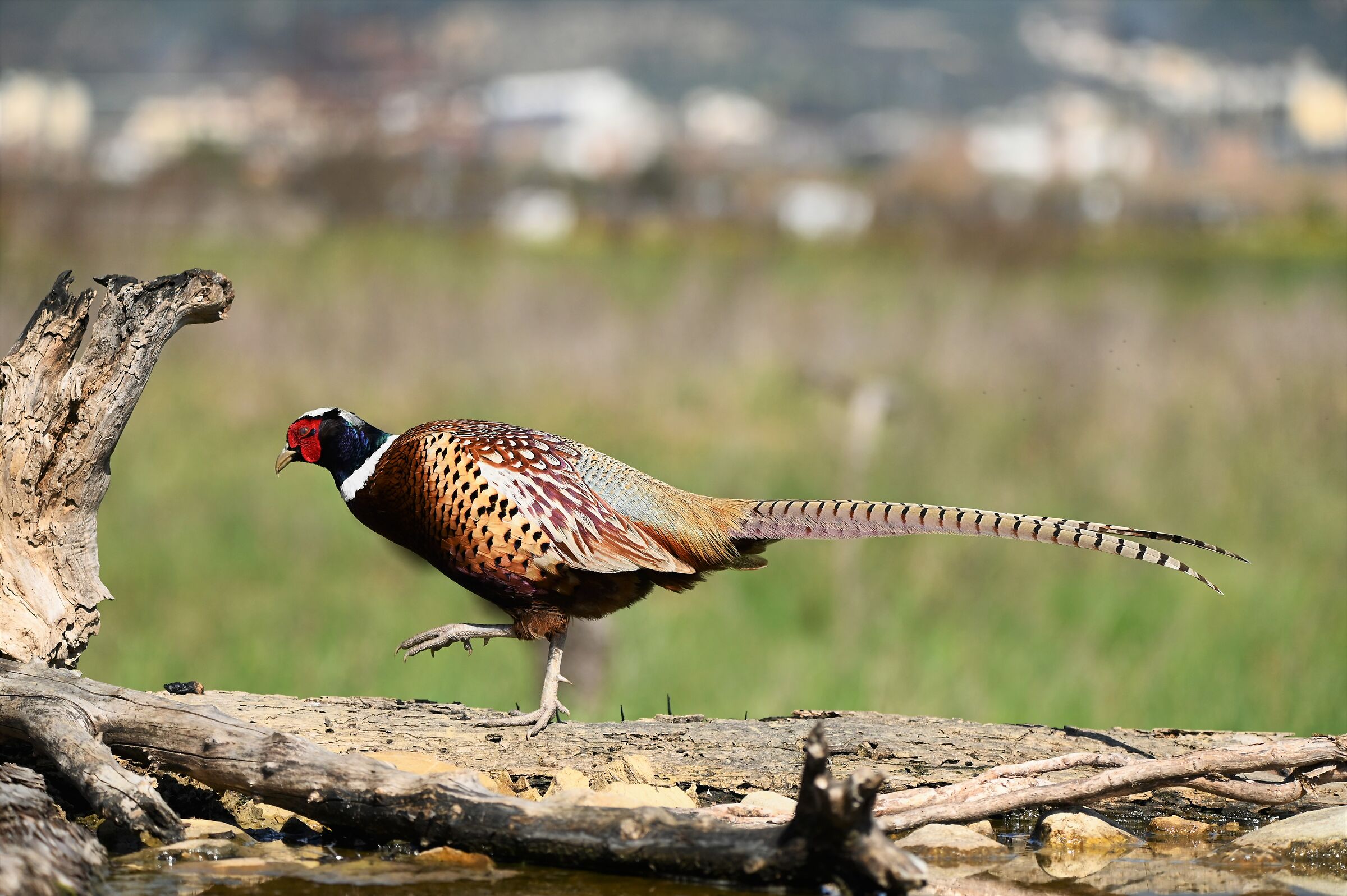 A beautiful pheasant