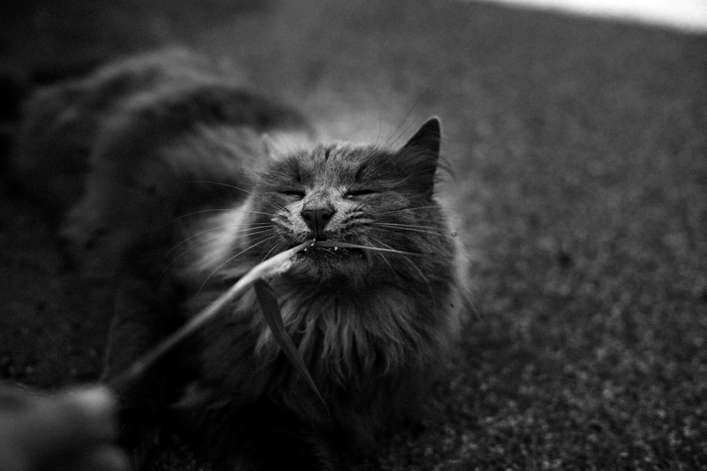 Sono molto cattivooo