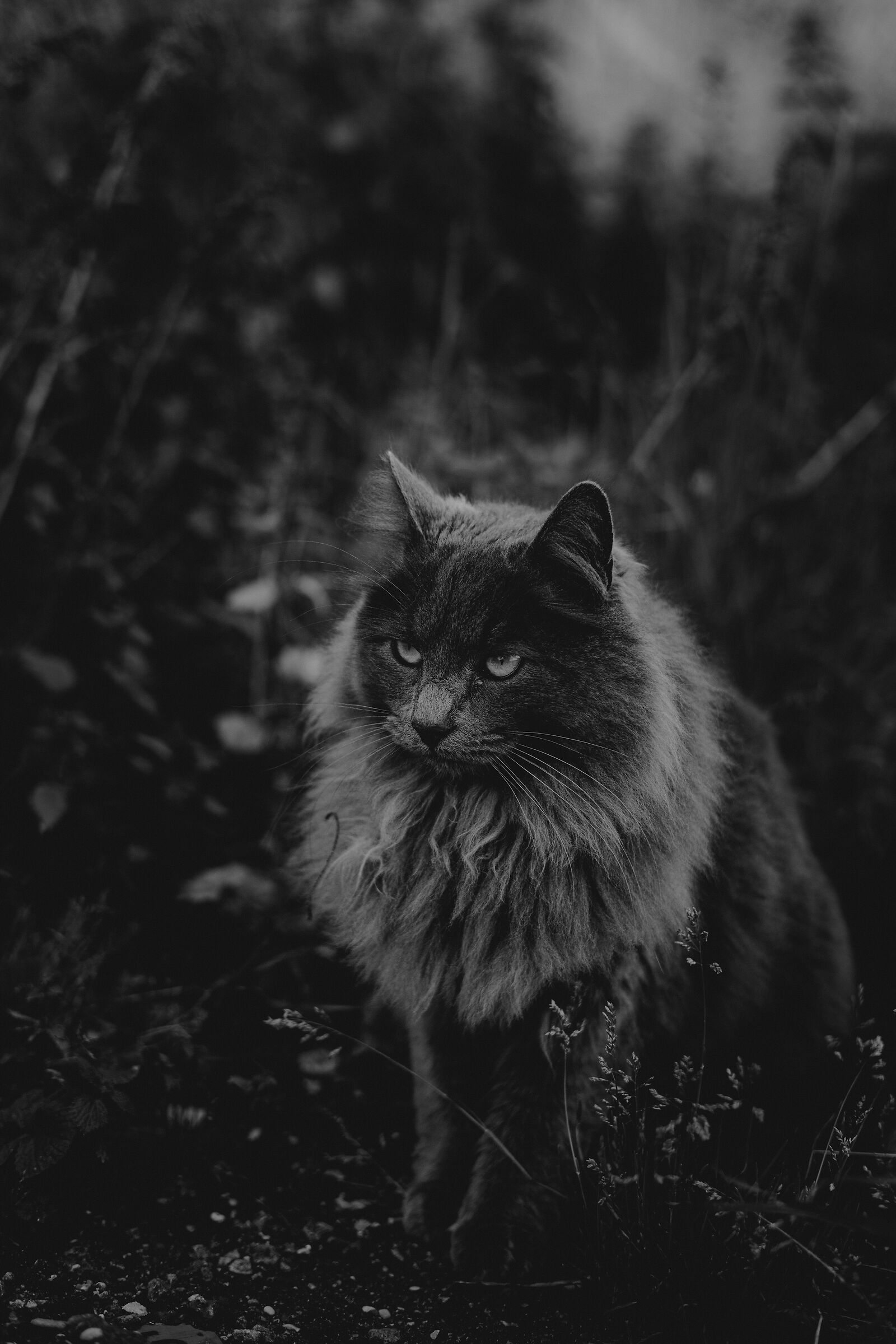 E sono molto affascinante