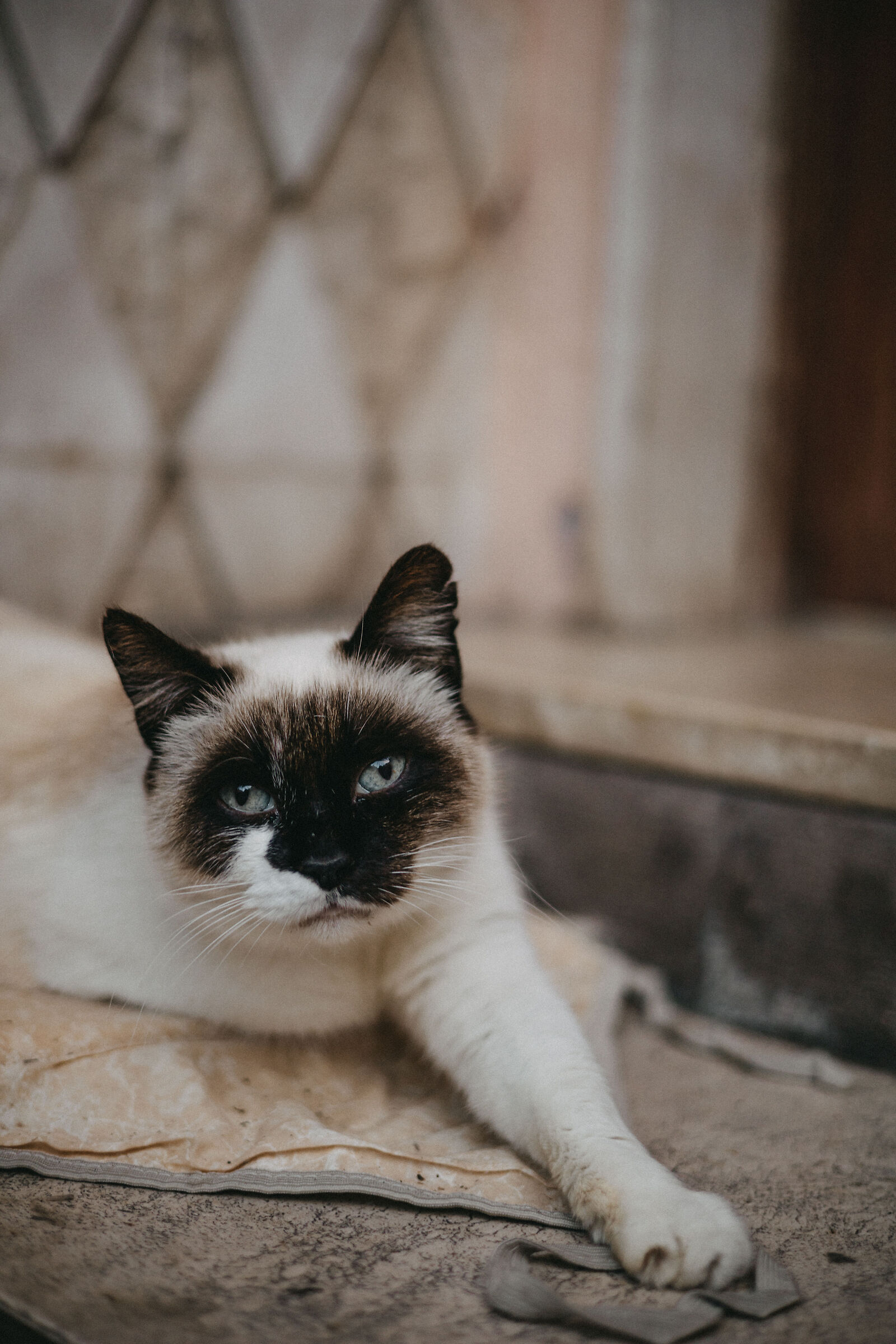 Femmina di un certo spessore