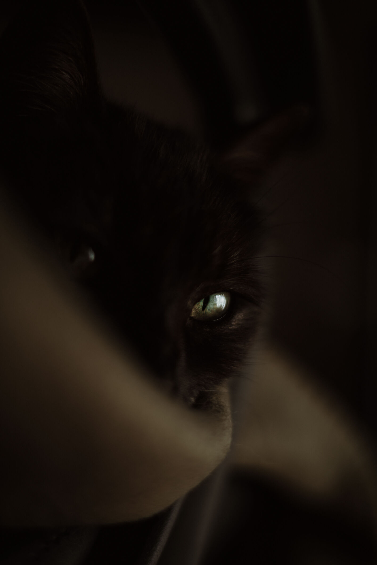 La mia Regina di nome Sigma