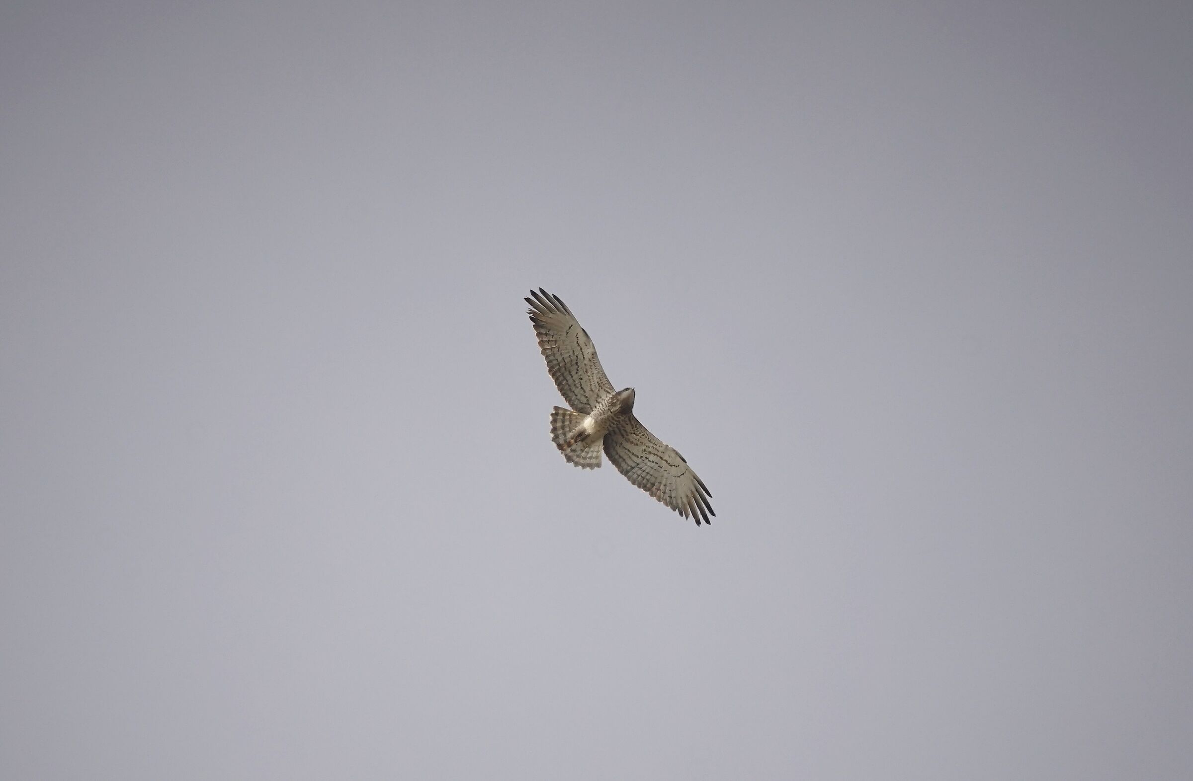 Biancone in migrazione