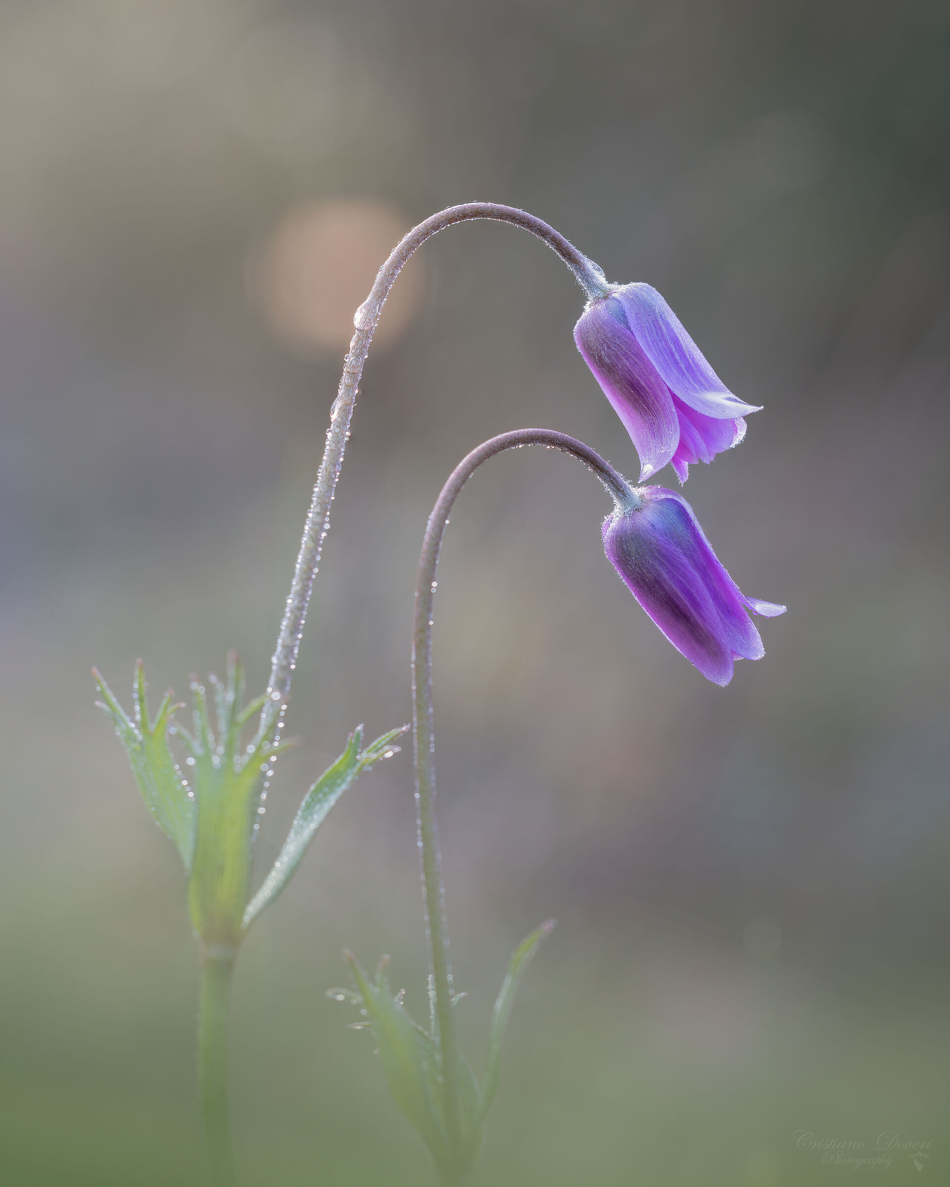 Anemone