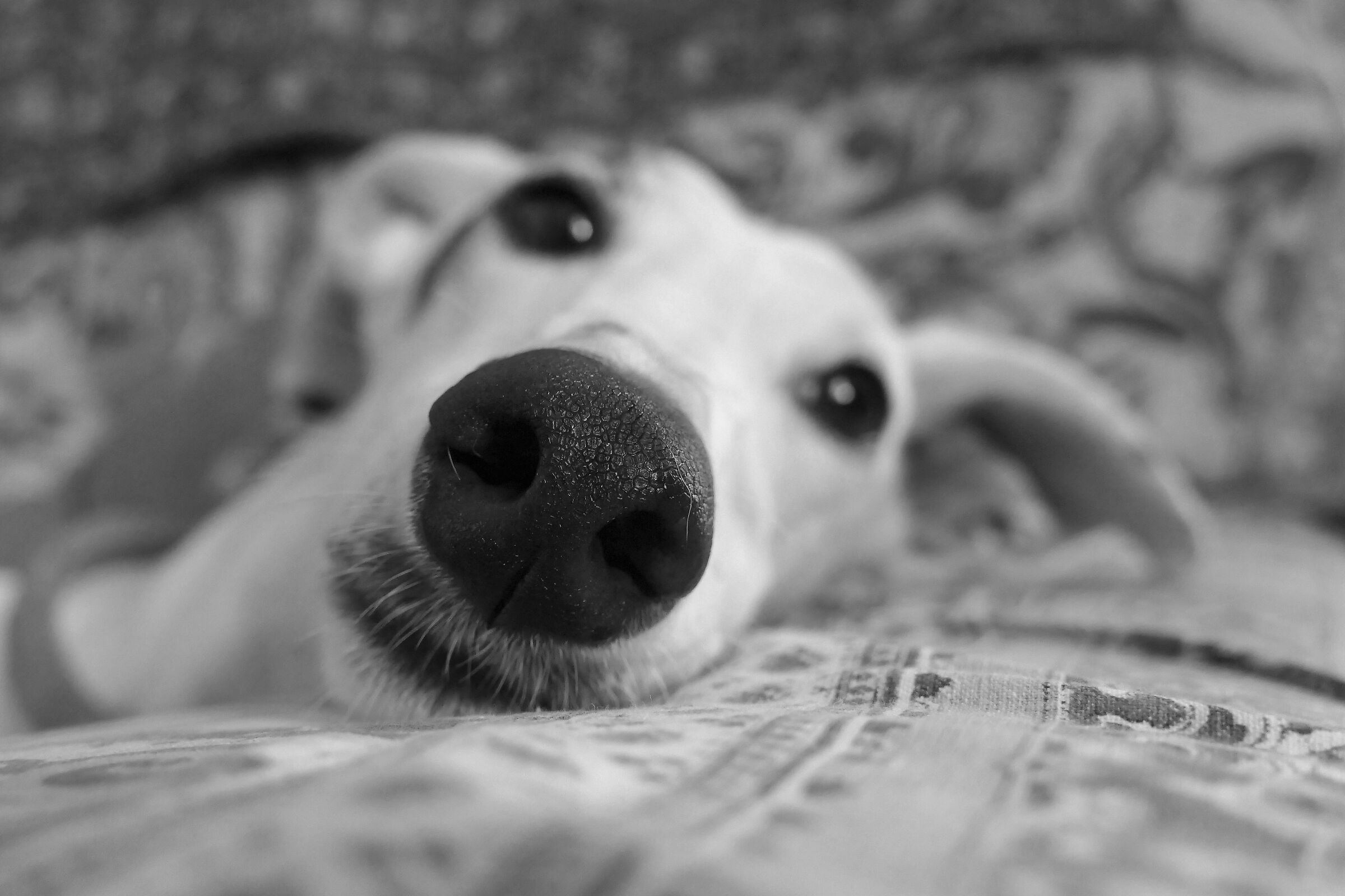 Odile the nose