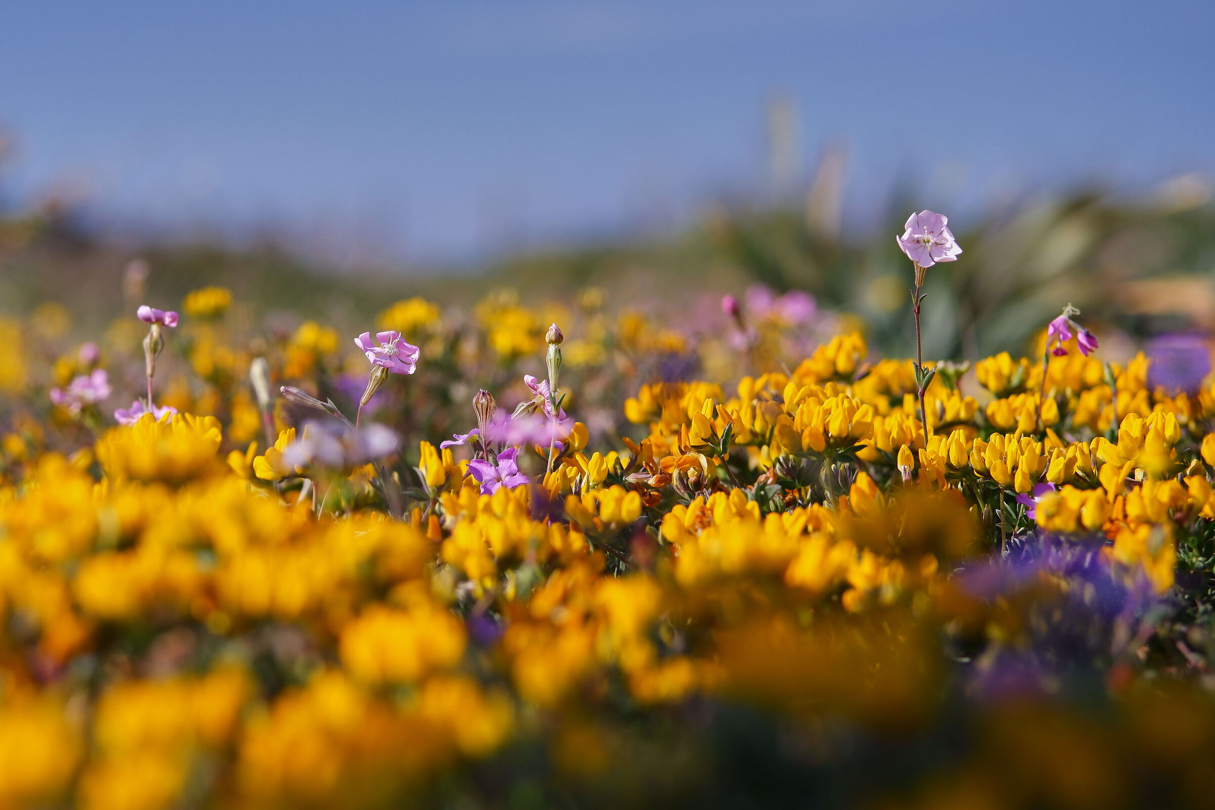 Fiori di campo